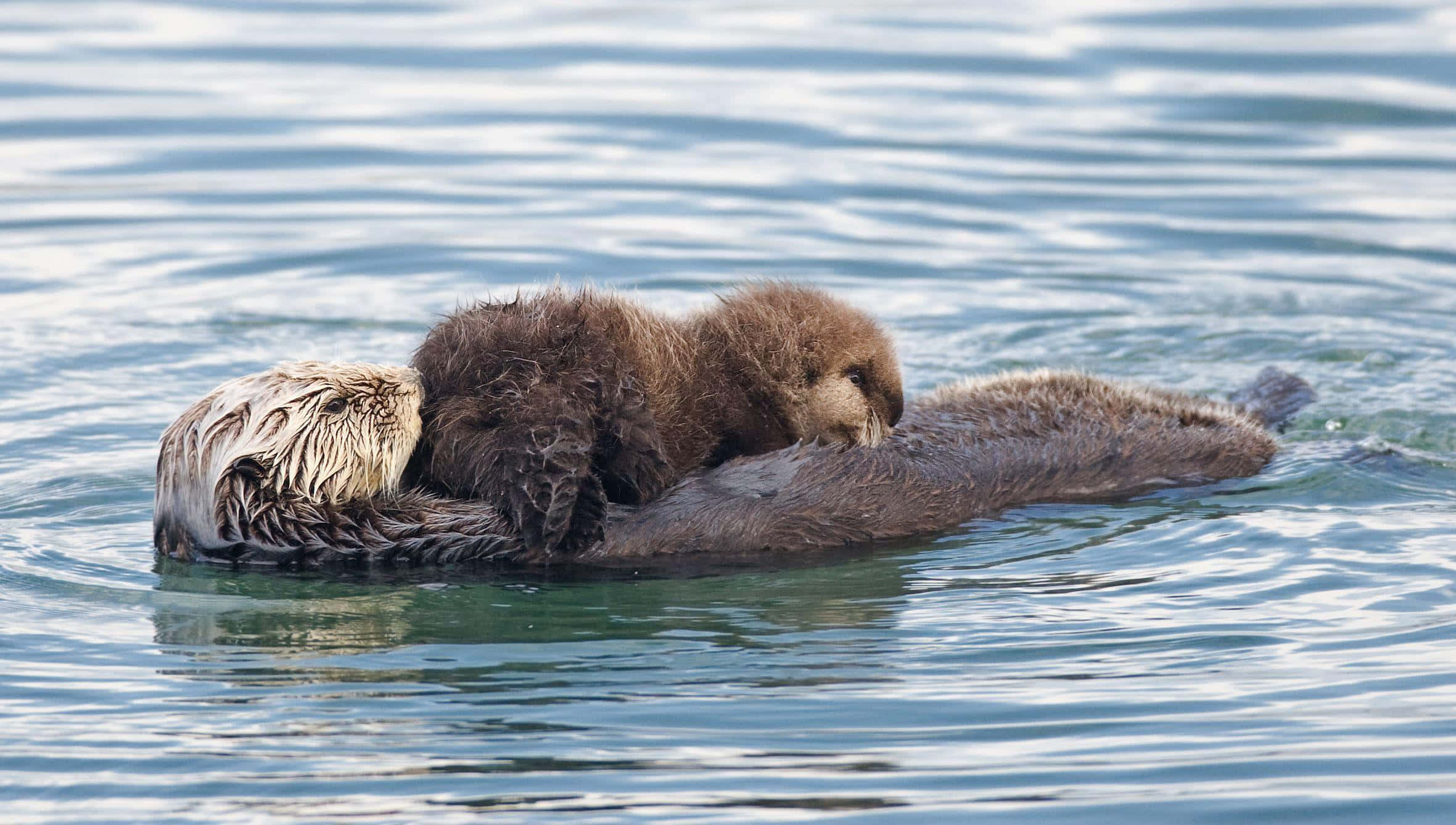 Otter 桌布 壁紙 — 一隻海獺媽媽和她的寶寶在平靜的藍色水面上一起漂浮，寶寶依偎在媽媽身邊尋求安慰。