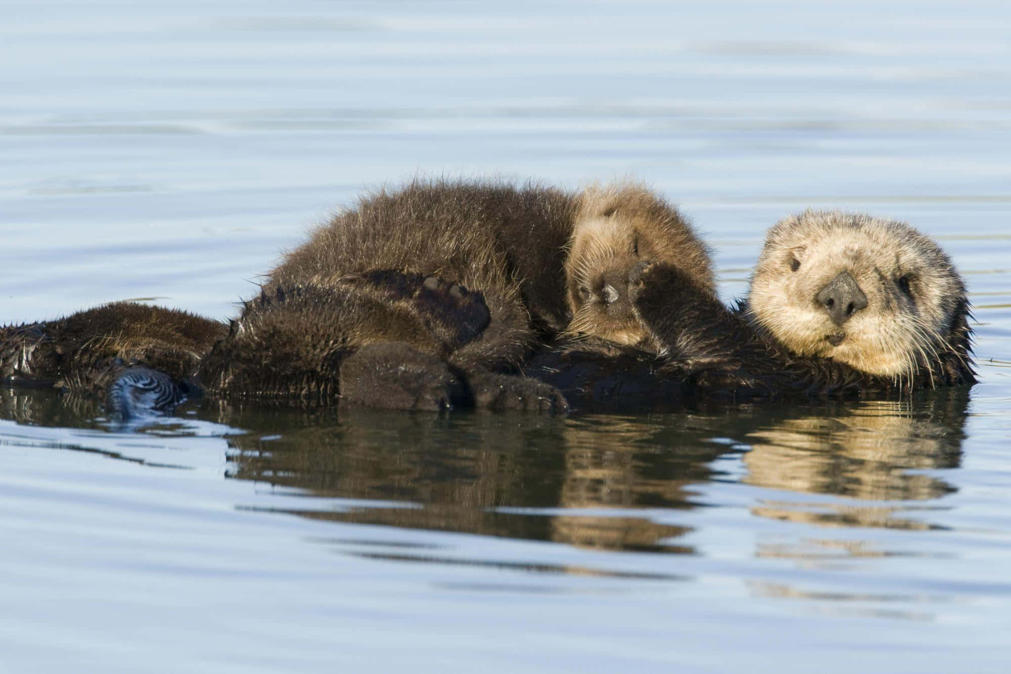 Otter 桌布 壁紙 — 一隻海獺媽媽和她的寶寶在平靜的藍色水面上漂浮，周圍有輕柔的漣漪。