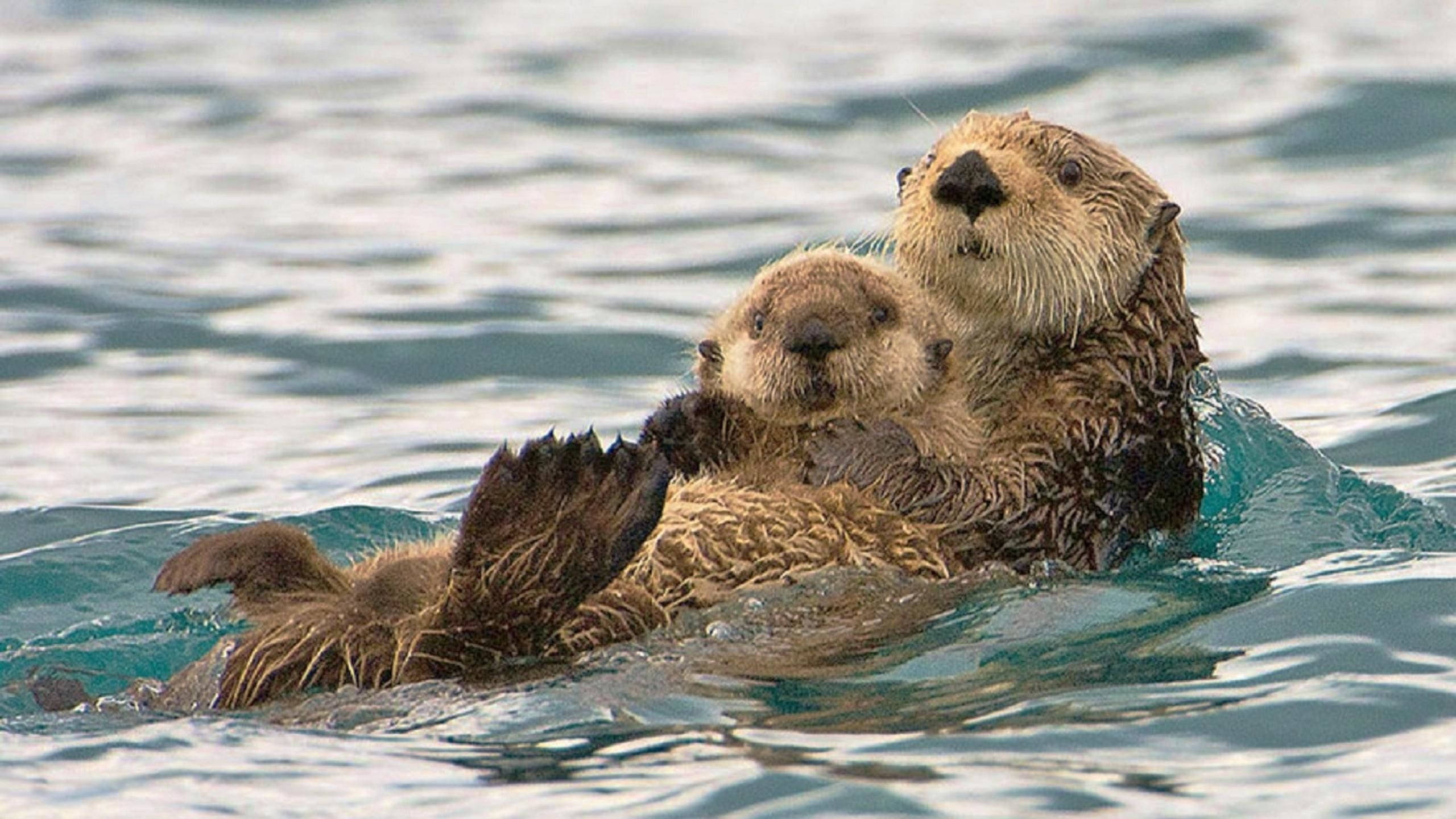 Otter 桌布 壁紙 — 一隻海獺媽媽在平靜的海水中抱著她的寶寶，一起漂浮，展現溫馨的時刻。