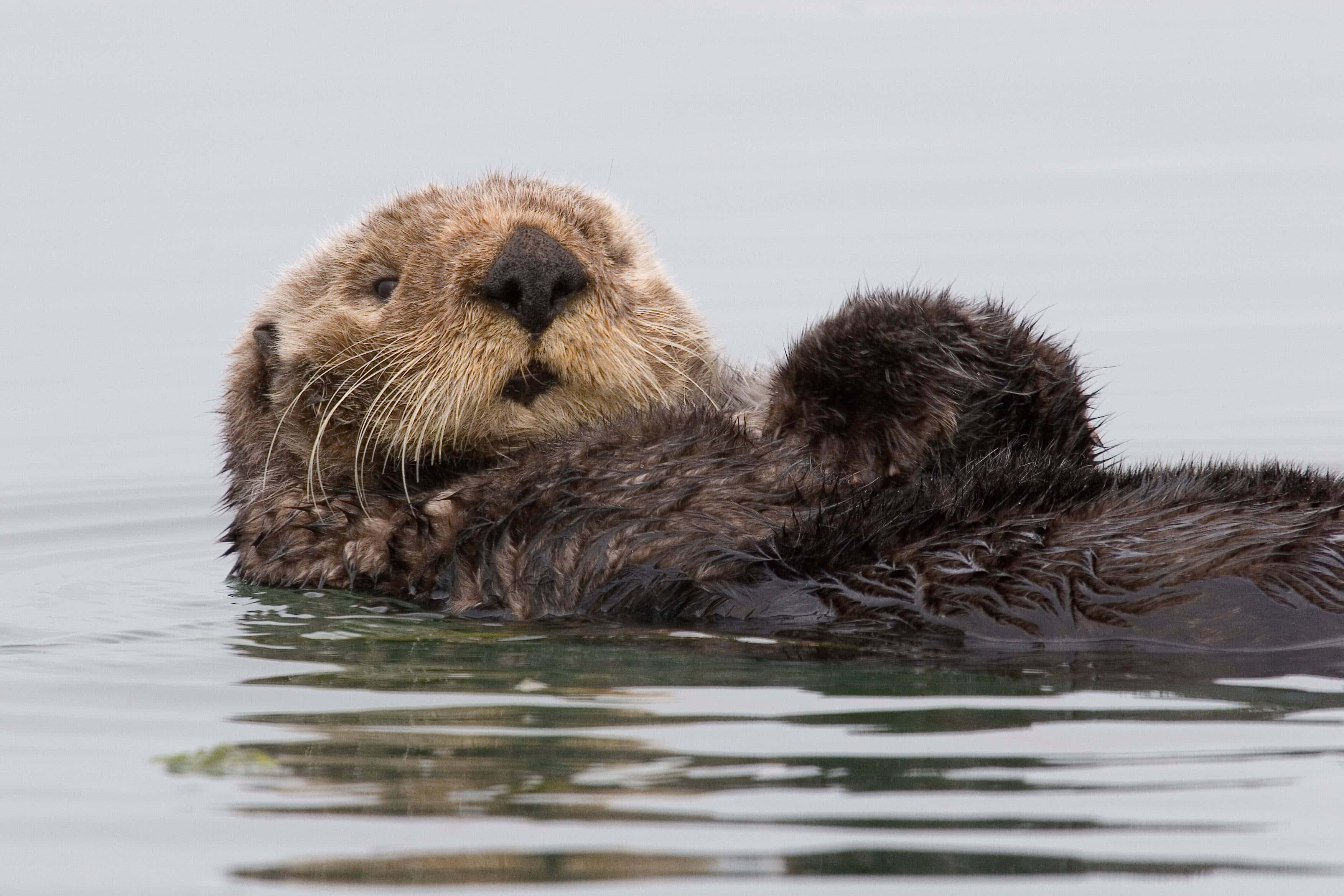 Otter 桌布 壁紙 — 一隻海獺平靜地仰躺在平靜的灰色水面上，鬍鬚和爪子清晰可見。