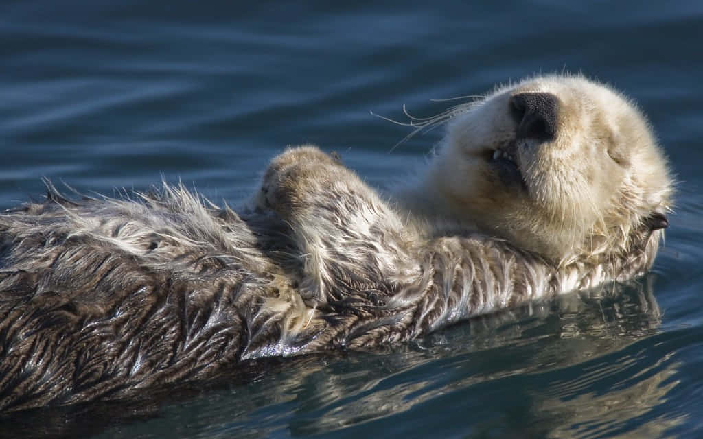 sea otter 桌布 壁紙 — 一隻海獺平靜地仰躺在平靜的藍色水面上，閉著眼睛，爪子輕輕交握。
