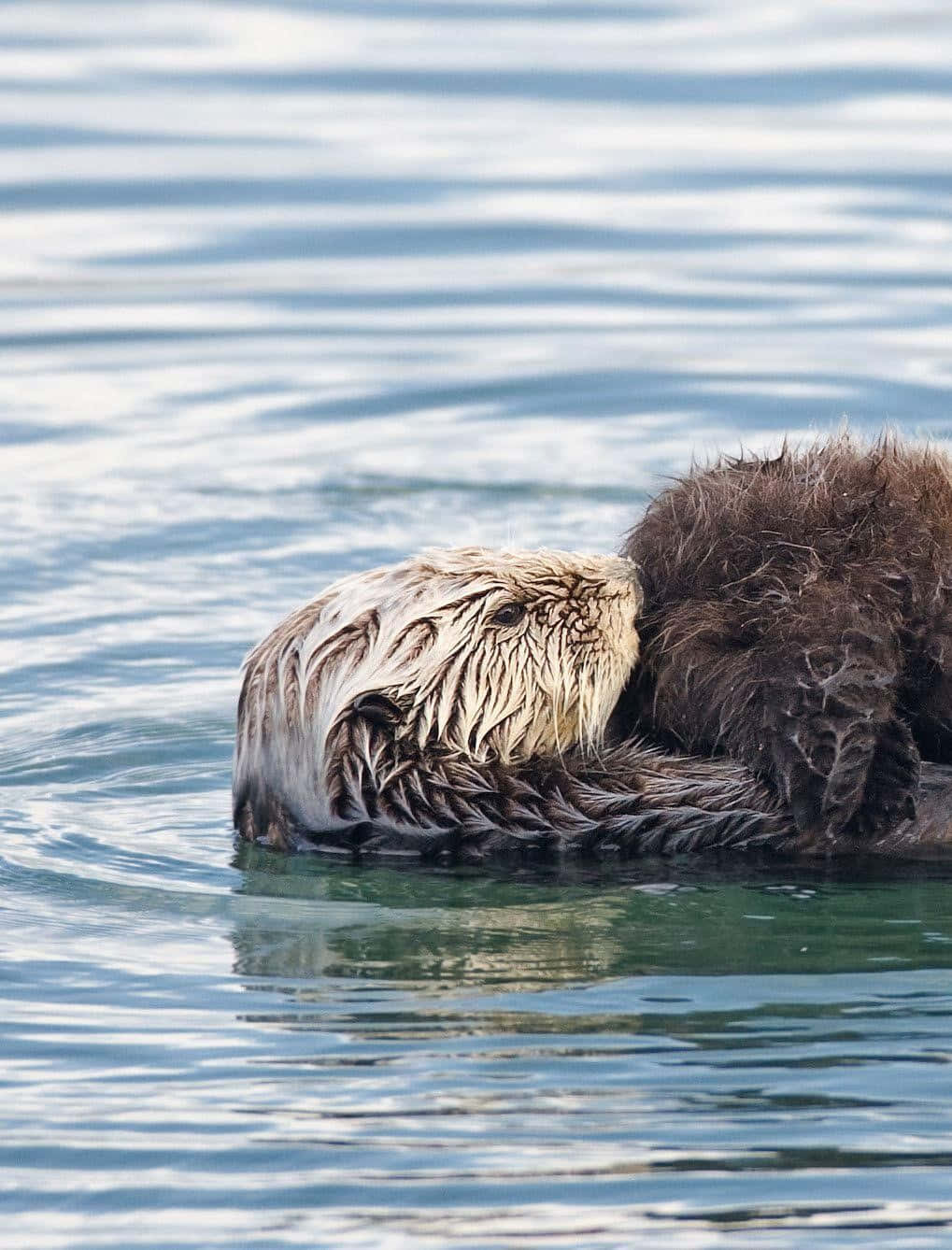Otter 桌布 壁紙 — 一隻海獺平靜地仰躺在平靜的藍色水面上，周圍有輕柔的漣漪。