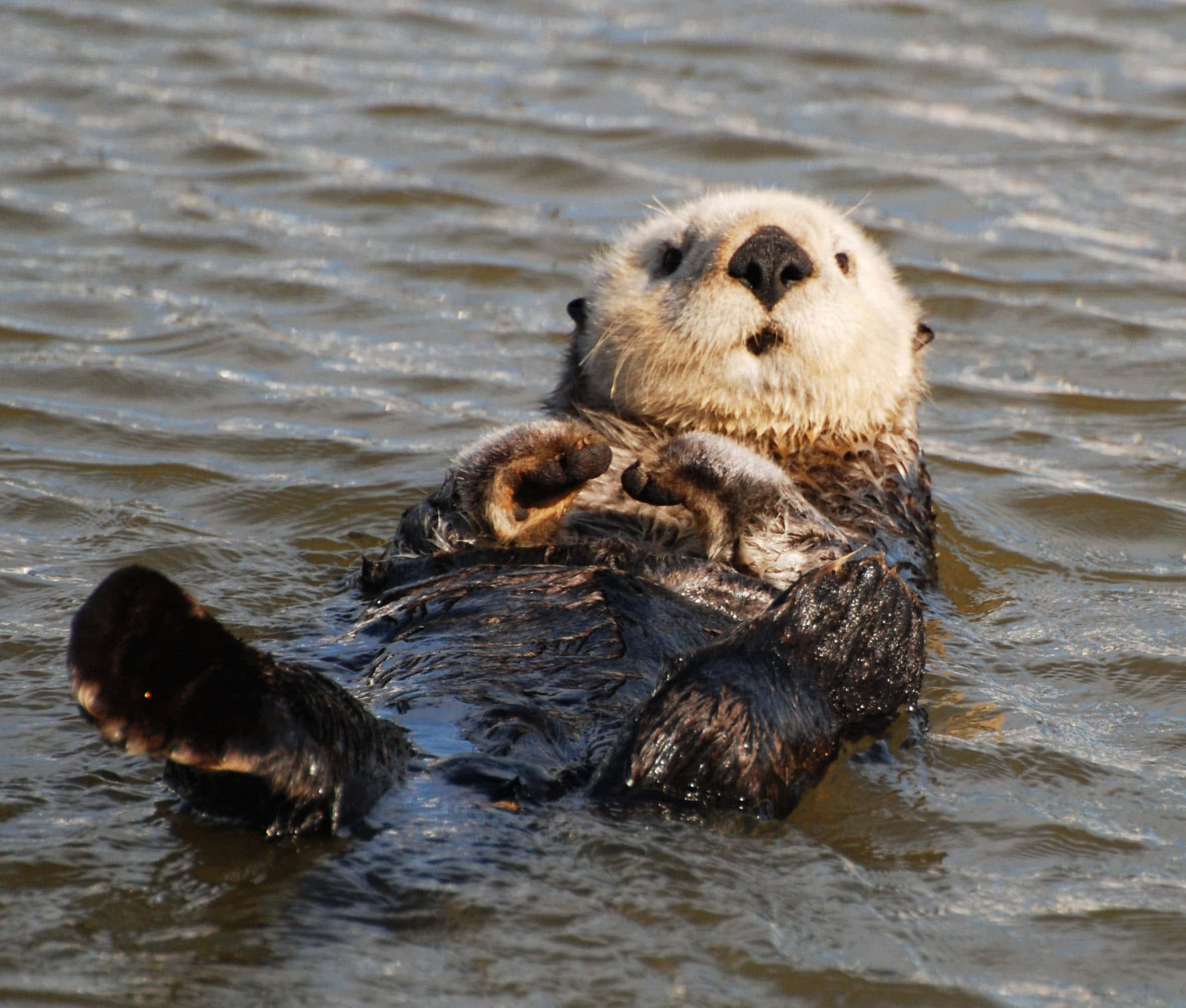 Otter 桌布 壁紙 — 一隻海獺肚皮朝天漂浮在漣漪的水面上，表情放鬆，爪子交疊在胸前。