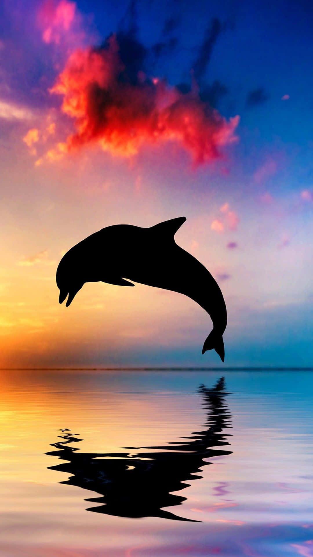 美學 桌布 壁紙 — 一隻海豚在平靜海洋中倒映的 vibrant 日落天空背景下以剪影跳躍。
