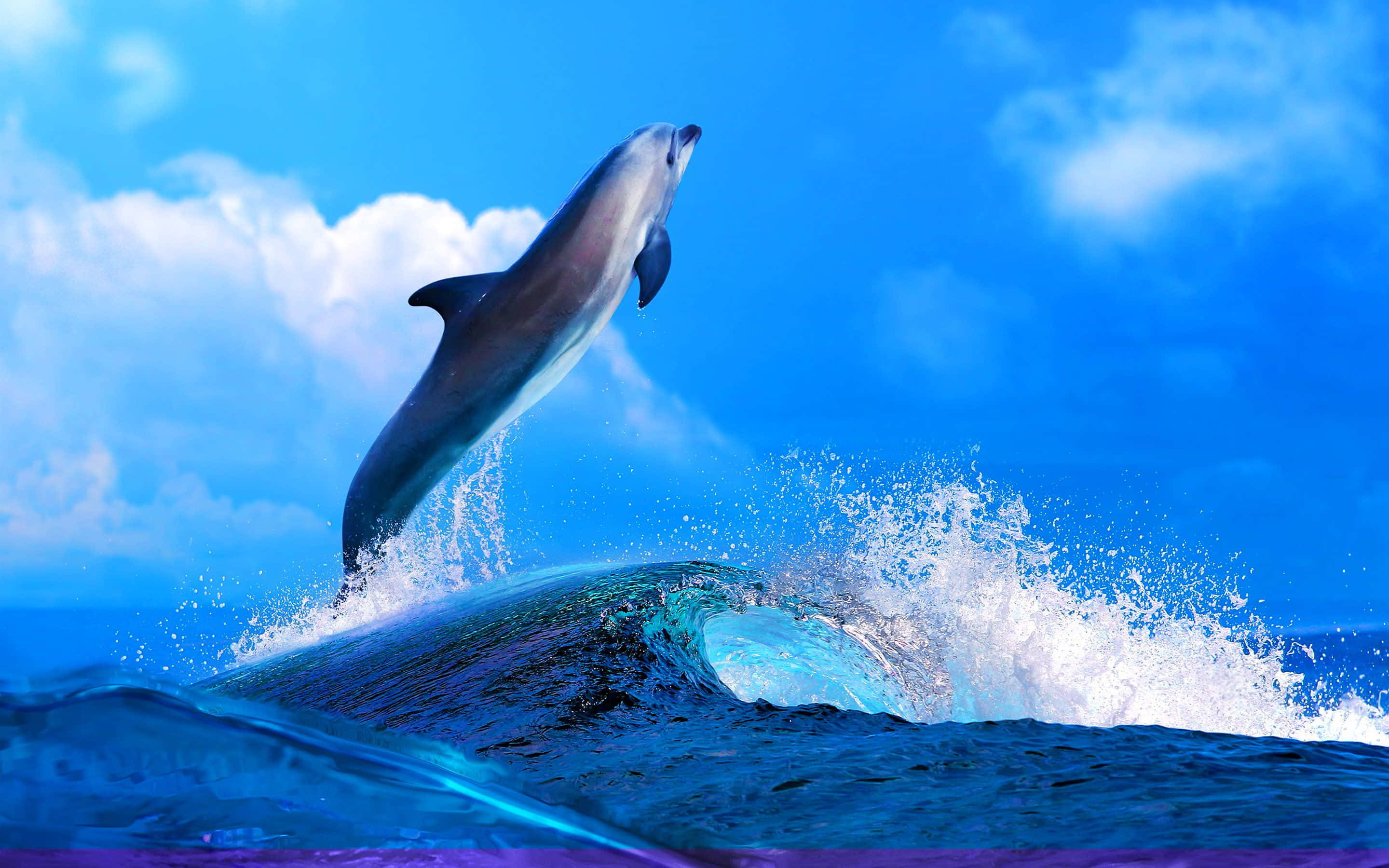 Cool Dolphin 桌布 壁紙 — 一隻海豚在明亮的藍天和蓬鬆的白雲下，從碧綠的海浪中高高躍起。