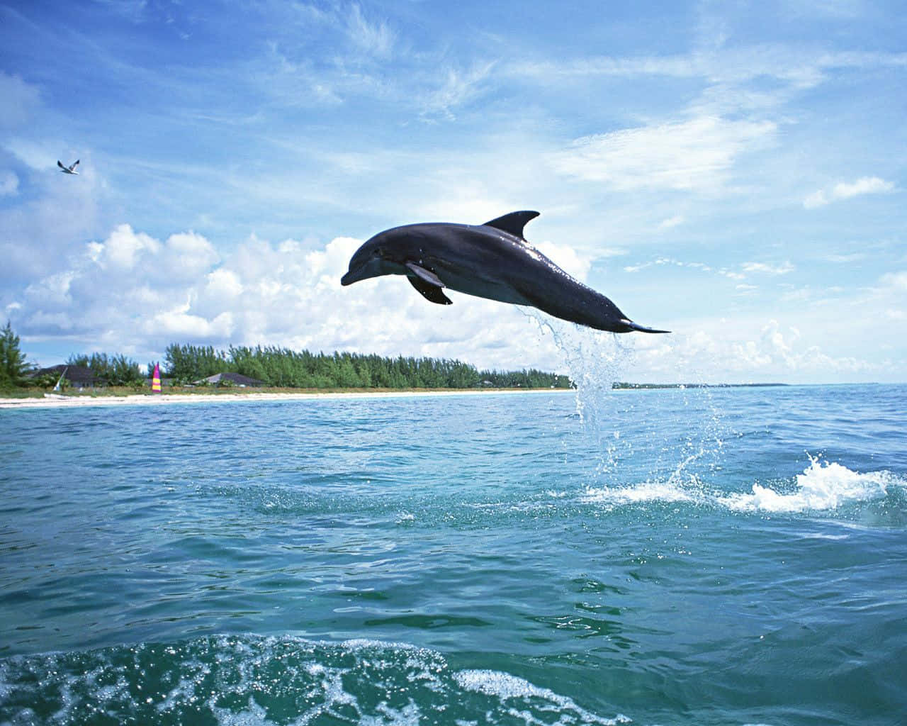 Cool Dolphin 桌布 壁紙 — 一隻海豚在蔚藍的天空和零星雲朵下，從碧綠的海水中優雅地躍起。