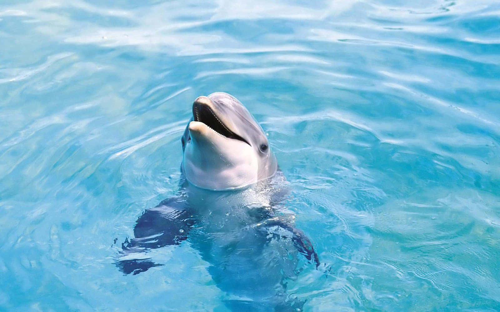 dolphins 桌布 壁紙 — 一隻海豚張開嘴巴，快樂地衝破清澈碧綠的水面。