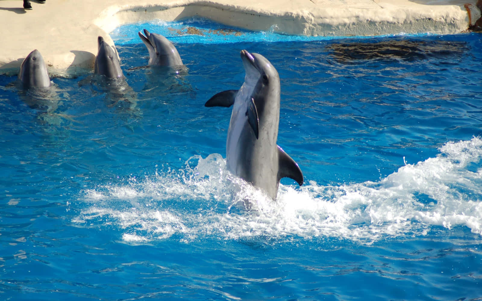 dolphins 桌布 壁紙 — 一隻海豚從充滿活力的藍色水中動態躍起，其他海豚在陽光明媚的水族館水面觀看。