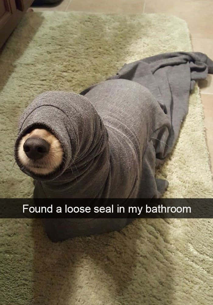 Pet Memes 桌布 壁紙 — 一隻海豹包裹在灰色毛巾中，躺在綠色浴室地墊上，直視鏡頭。