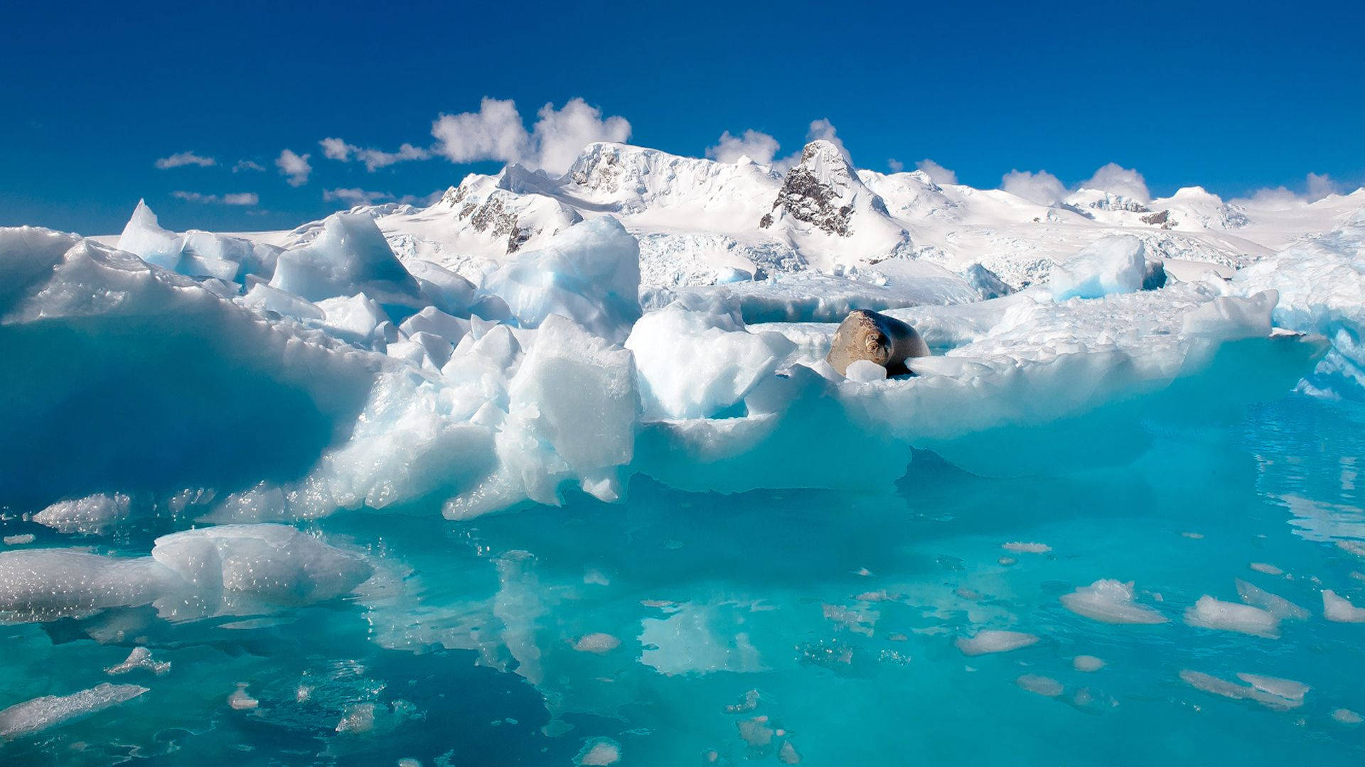 Antarctica 桌布 壁紙 — 一隻海豹躺在一座巨大的冰山上，漂浮在清澈湛藍的海水中，背景是白雪覆蓋的山脈和晴朗的藍天。
