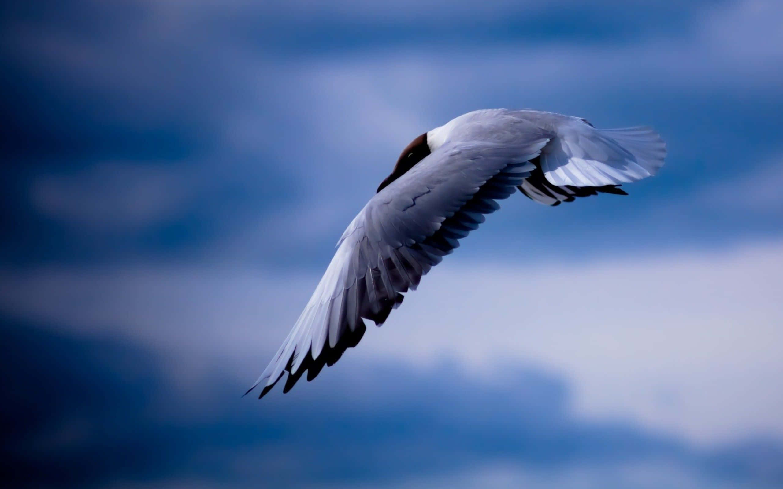 Seagull 桌布 壁紙 — 一隻海鷗優雅地翱翔於憂鬱的藍天中，張開的翅膀下是柔軟的白雲。