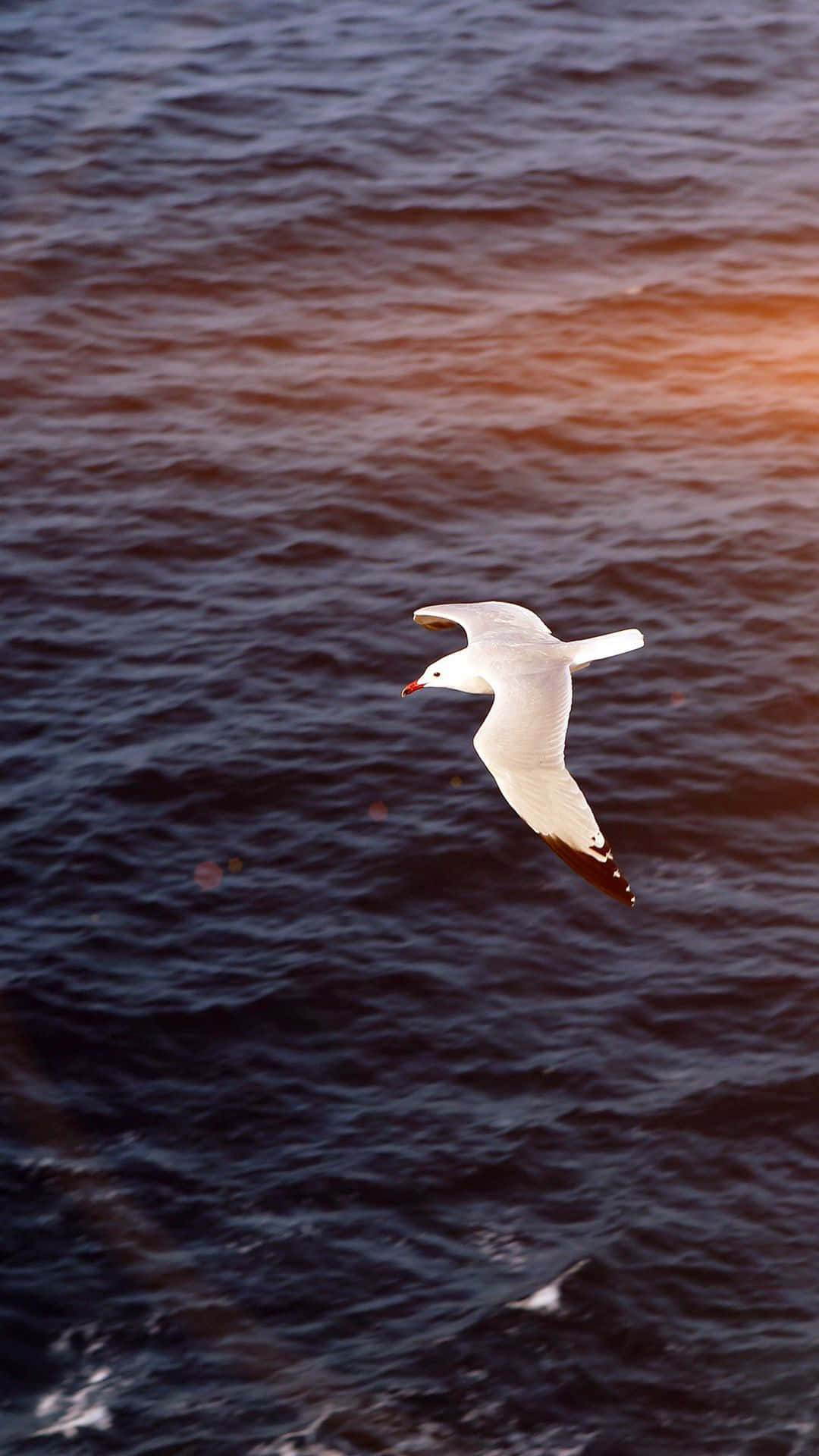 Seagull 桌布 壁紙 — 一隻海鷗優雅地飛翔在波光粼粼的深色水面上，沐浴在溫暖的金色夕陽中。