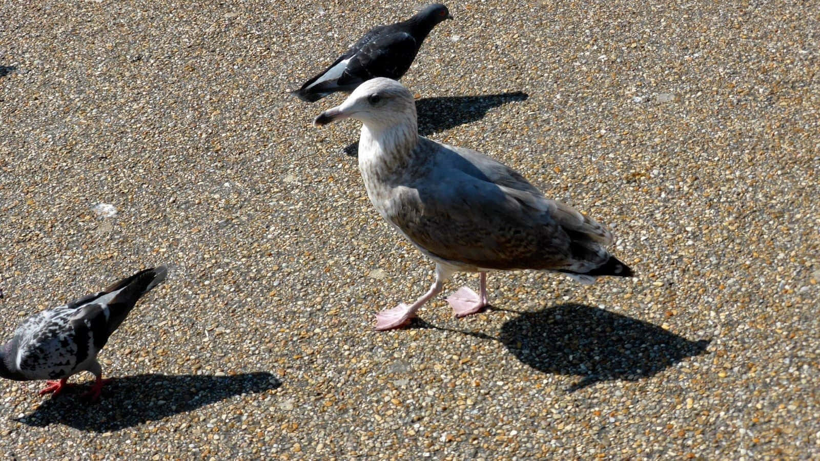 Seagull 桌布 壁紙 — 一隻海鷗和兩隻鴿子站在陽光照射的碎石路上，投射出清晰的影子。