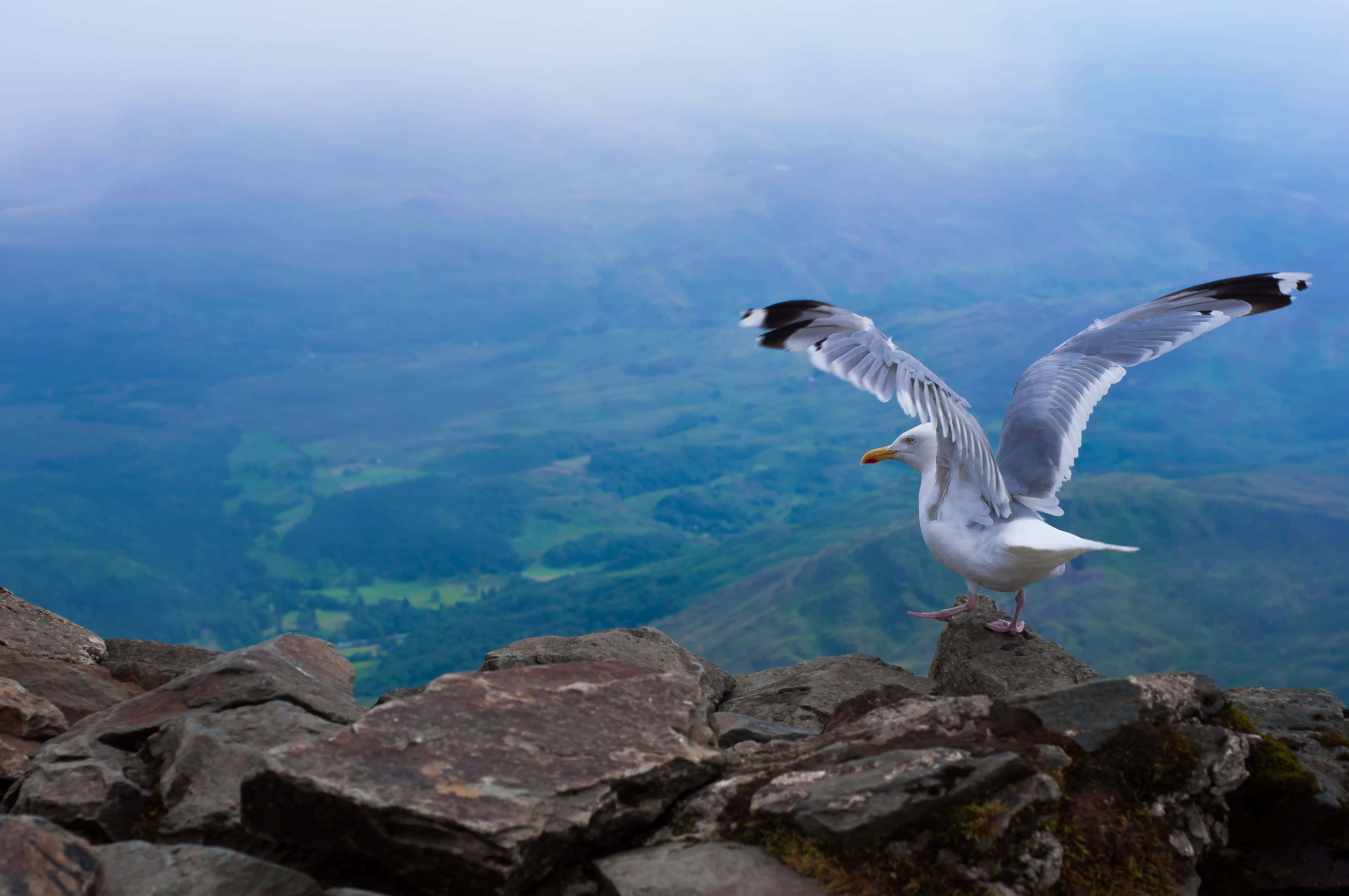 Seagull 桌布 壁紙 — 一隻海鷗在山頂岩石上展開翅膀，俯瞰下方廣闊的綠色山谷，岩石籠罩在薄霧中。