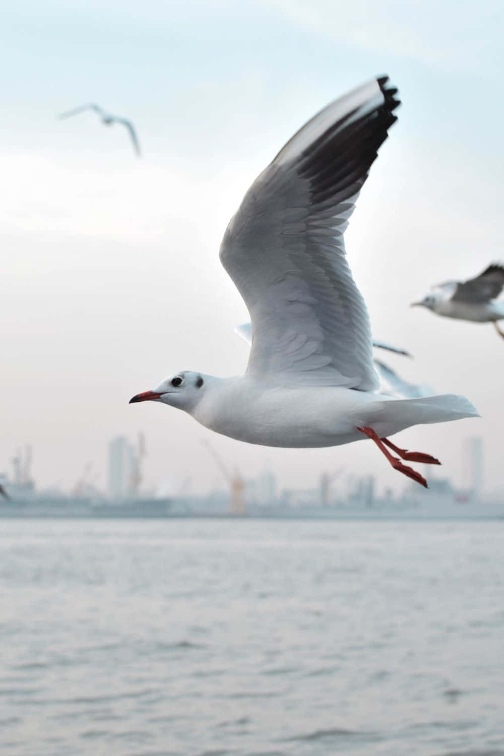 Seagull 桌布 壁紙 — 一隻海鷗在平靜的水面上優雅地翱翔，遠處是朦朧的城市天際線。