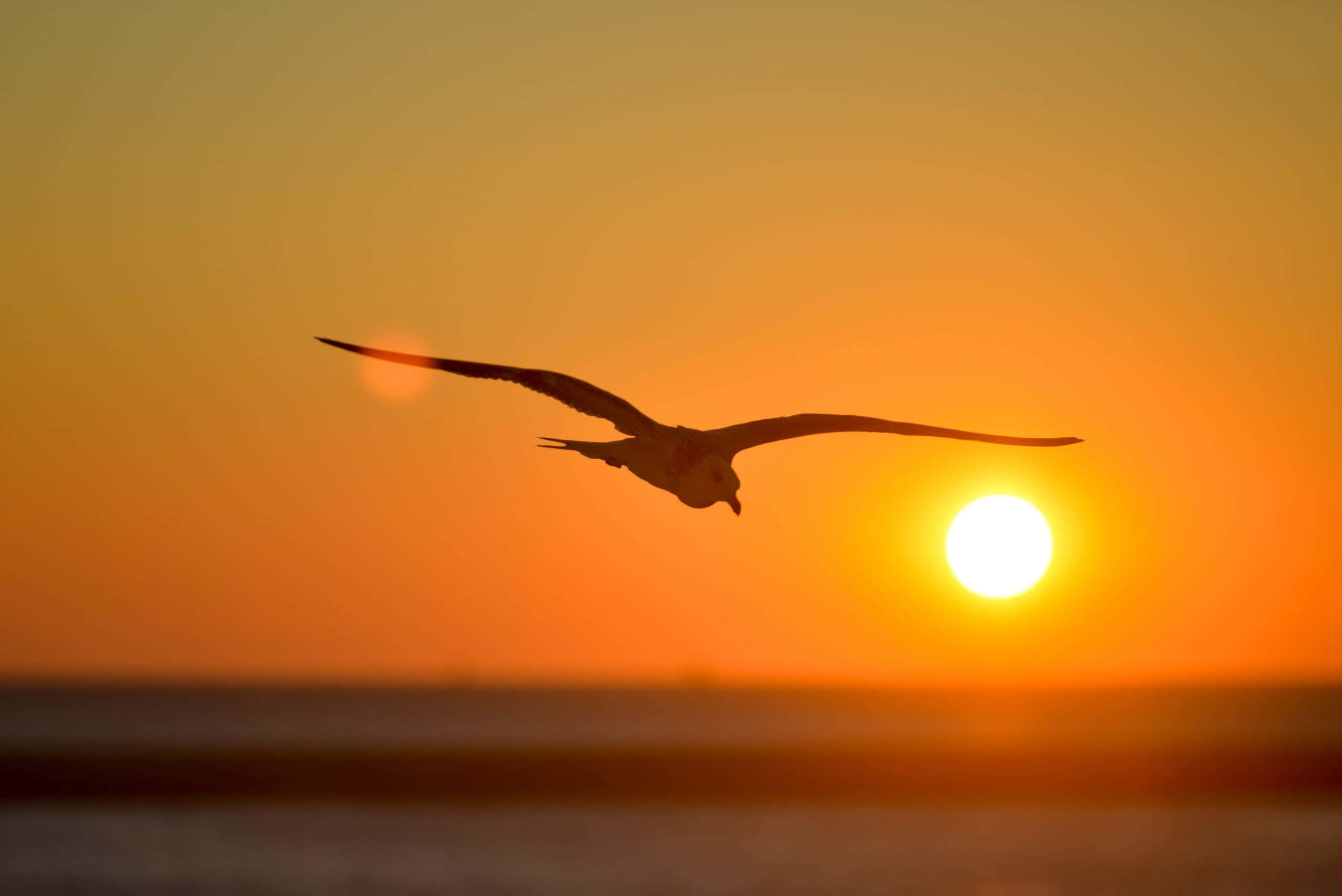 Seagull 桌布 壁紙 — 一隻海鷗在平靜的海平線上，以鮮豔的橙色日落為背景優雅地翱翔。