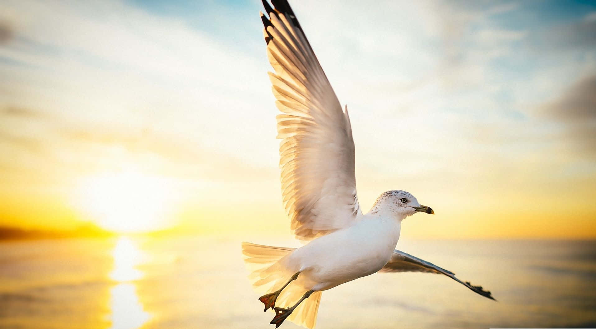 Seagull 桌布 壁紙 — 一隻海鷗在平靜的海面上，於金色的日落天空中優雅地翱翔。