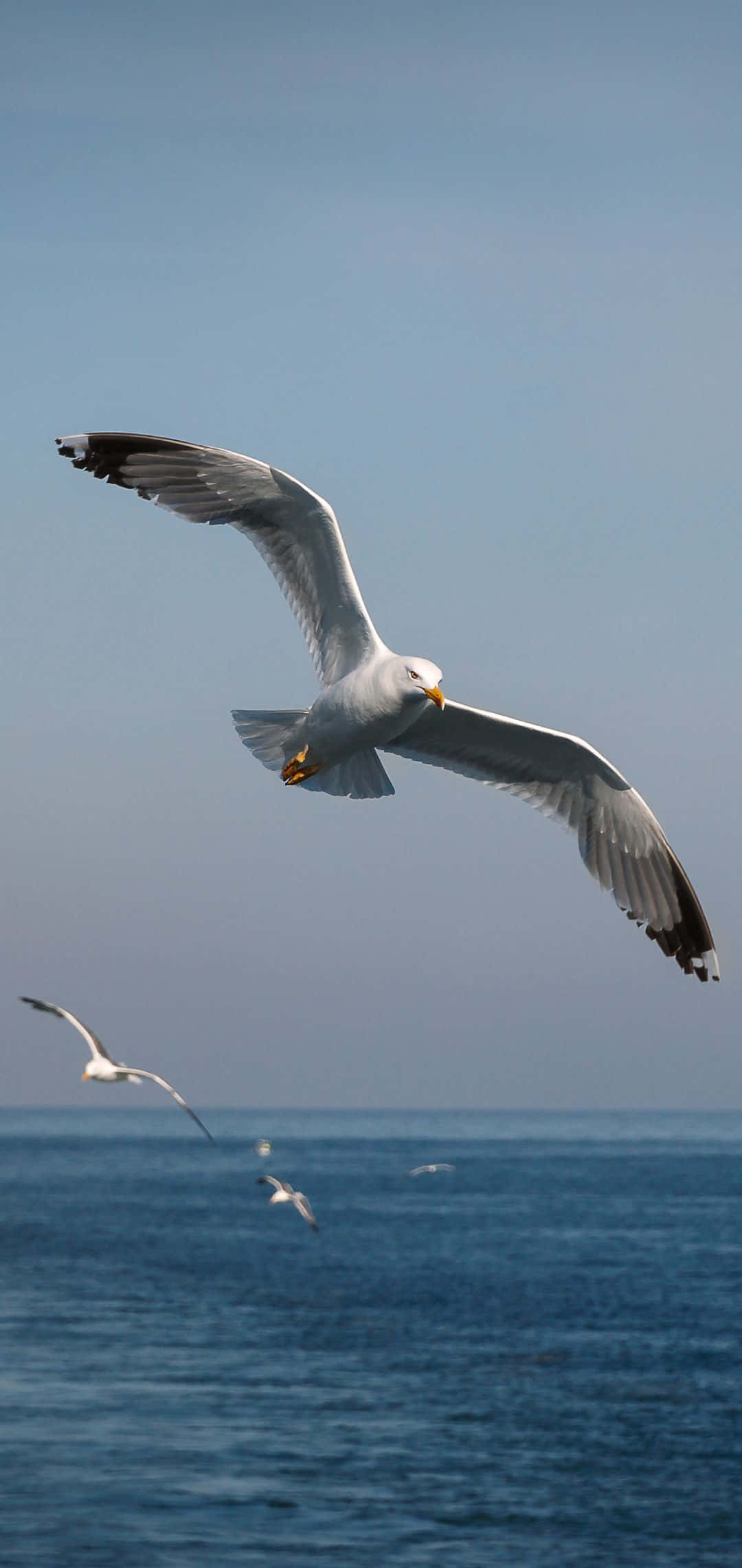 Seagull 桌布 壁紙 — 一隻海鷗在晴朗的天空下，與其他飛鳥一起優雅地翱翔在平靜的藍色海洋上。