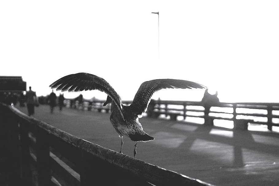 Seagull 桌布 壁紙 — 一隻海鷗在木製碼頭欄杆上展開翅膀，背景是明亮過曝的天空和模糊的行人。