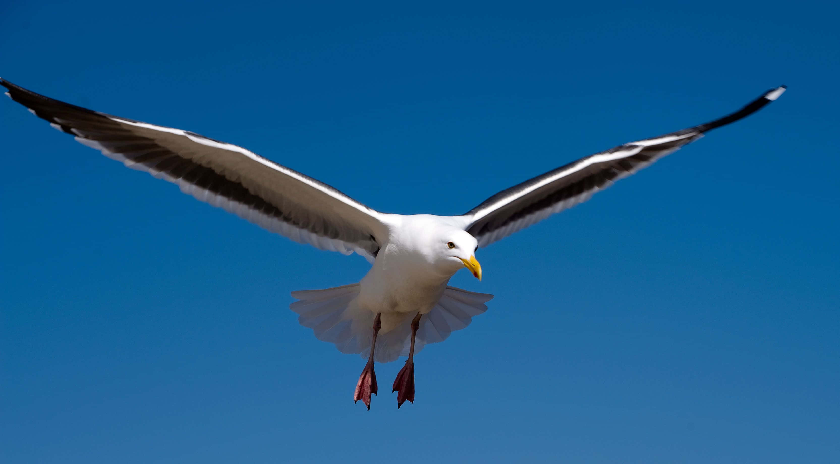 Seagull 桌布 壁紙 — 一隻海鷗在清澈的藍天下展翅翱翔。