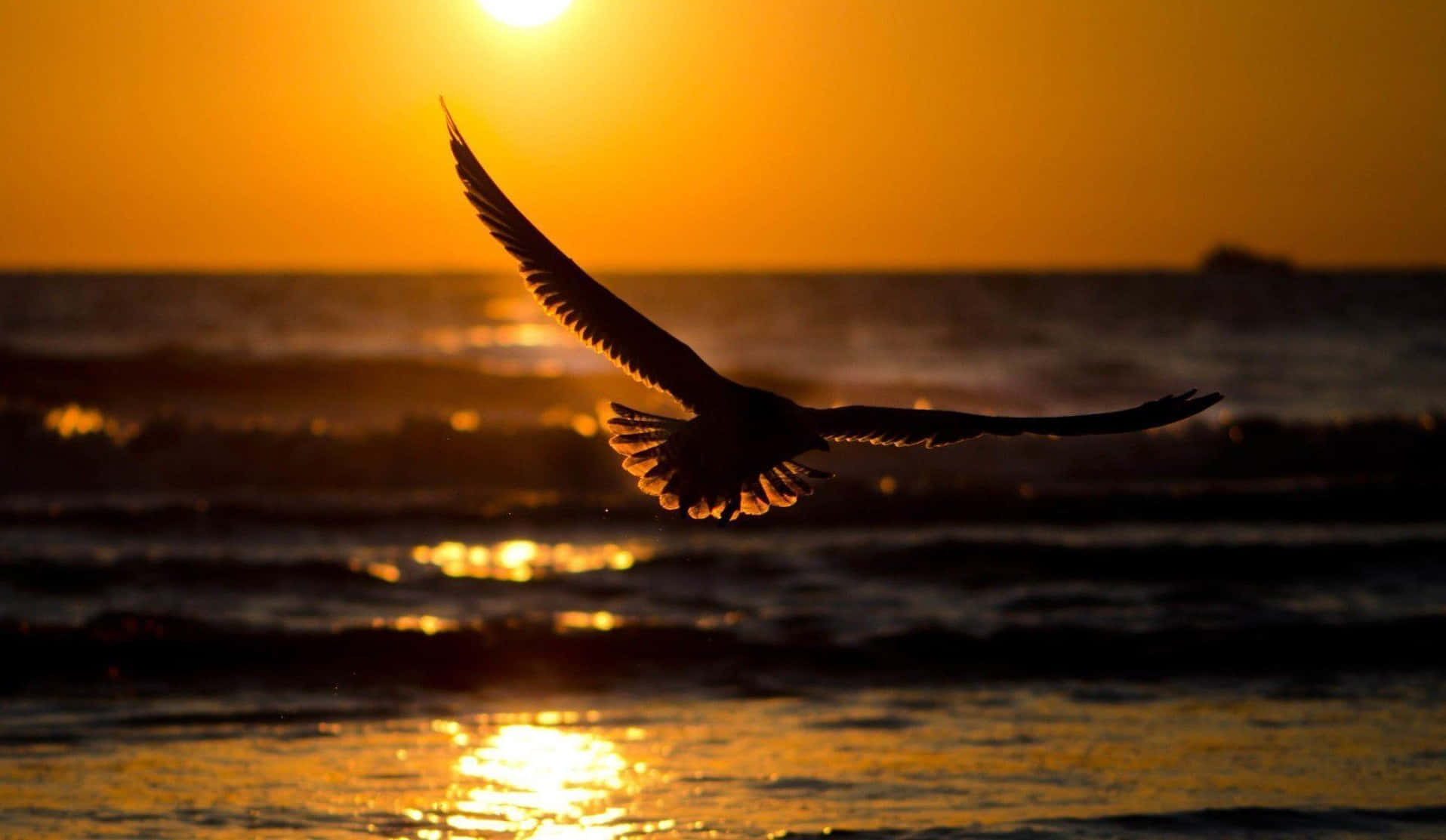 鳥 桌布 壁紙 — 一隻海鷗在金色夕陽下翱翔於海洋之上，剪影映襯著下方閃爍的海水。