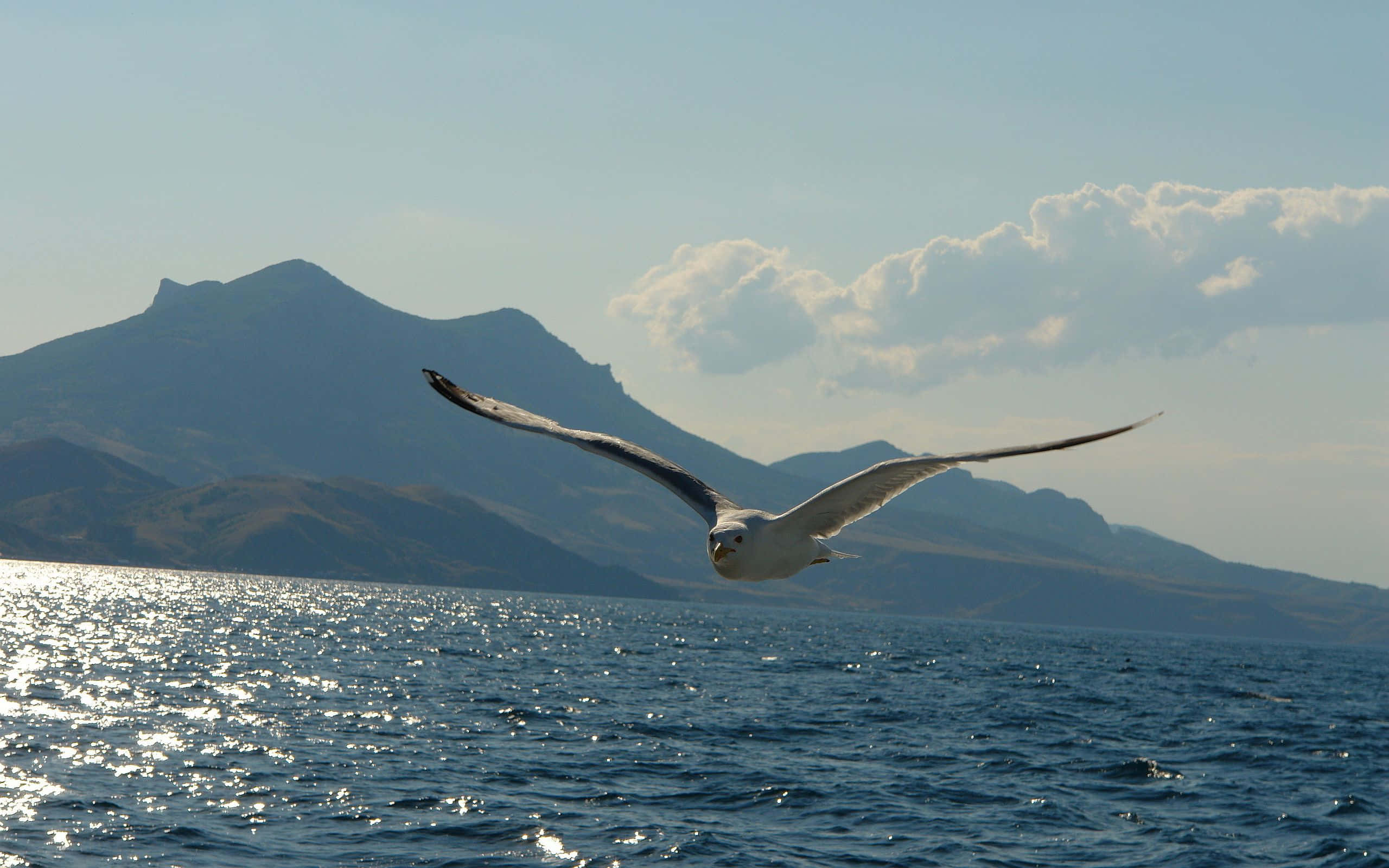 Seagull 桌布 壁紙 — 一隻海鷗在陽光照射的海浪上優雅地翱翔，背景是遠山和蓬鬆的雲朵。