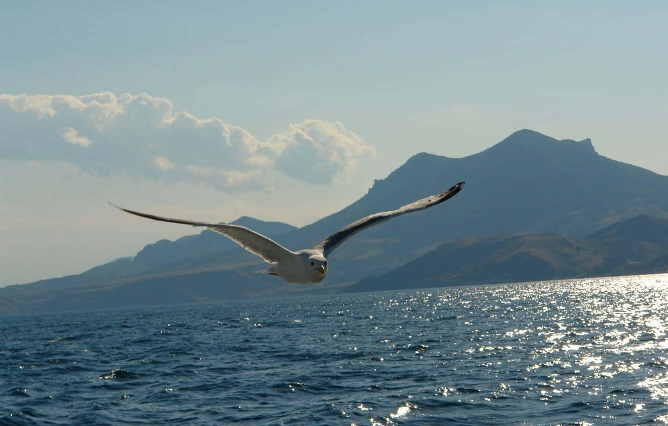 Seagull 桌布 壁紙 — 一隻海鷗在陽光照耀的海浪上優雅地翱翔，背景是遠山和蓬鬆的雲朵。