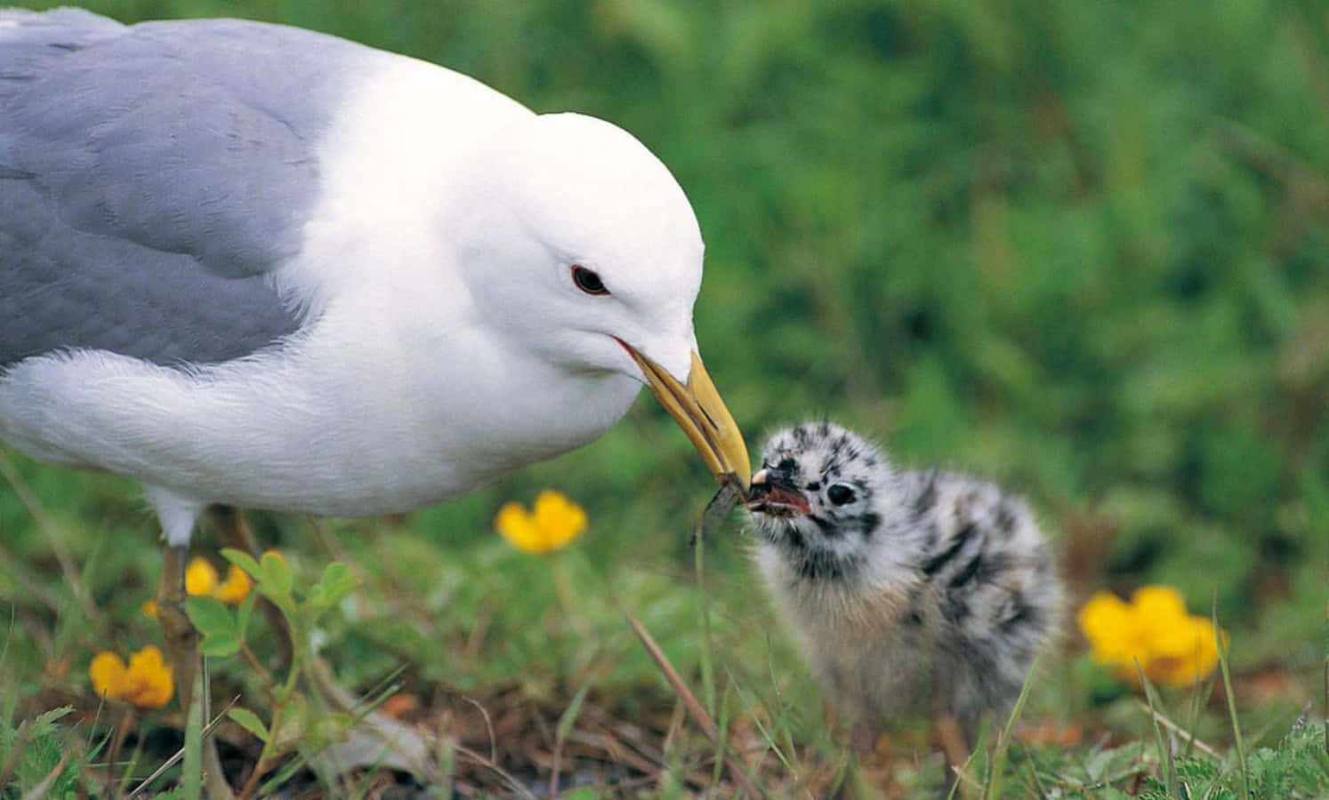 birds 桌布 壁紙 — 一隻海鷗在鮮黃色的花朵和茂密的綠草中溫柔地餵養牠的絨毛雛鳥。