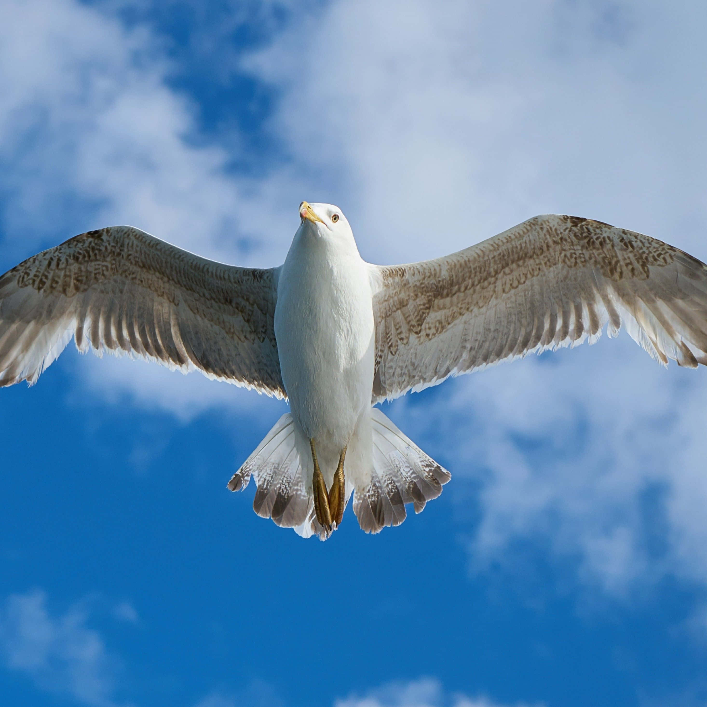 Seagull 桌布 壁紙 — 一隻海鷗展翅翱翔，在點綴著蓬鬆白雲的鮮豔藍天中飛翔。