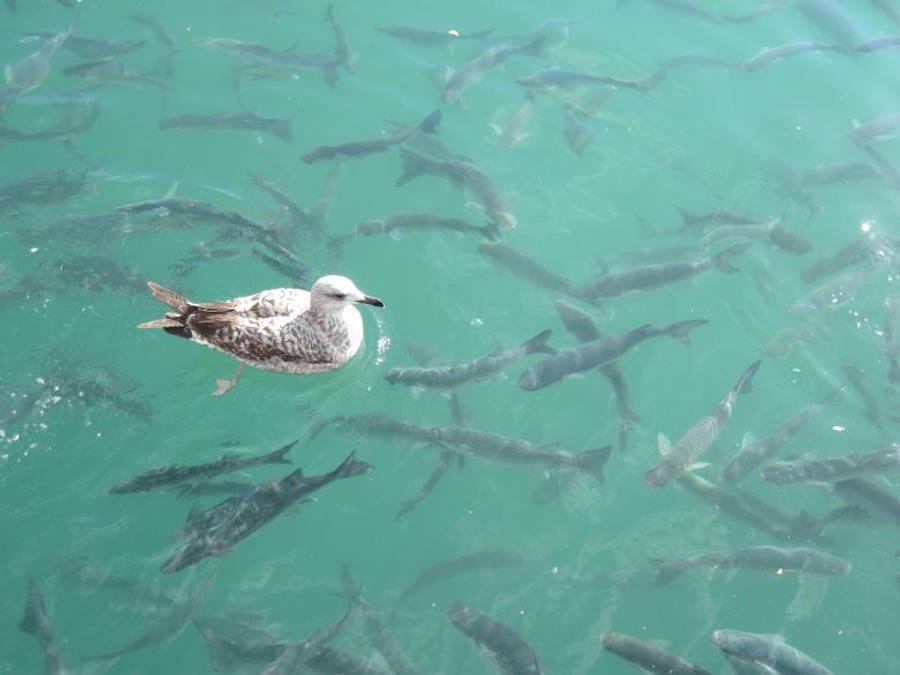 birds 桌布 壁紙 — 一隻海鷗平靜地漂浮在碧綠色的水面上，周圍有一大群魚在下方游動。
