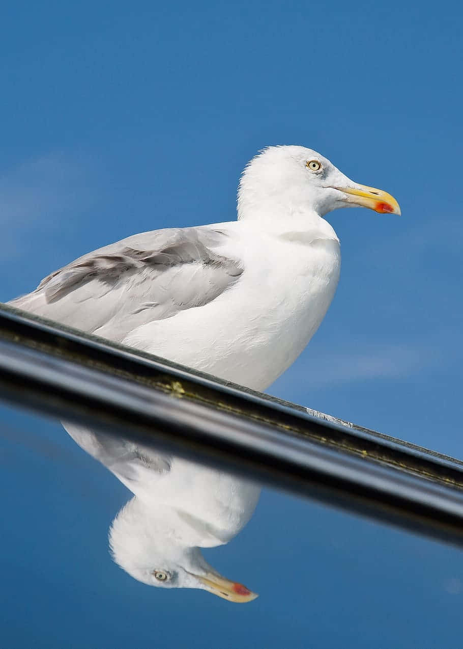 鳥 桌布 壁紙 — 一隻海鷗棲息在光滑的表面上，其倒影映照在下方，背景是清澈的藍天。
