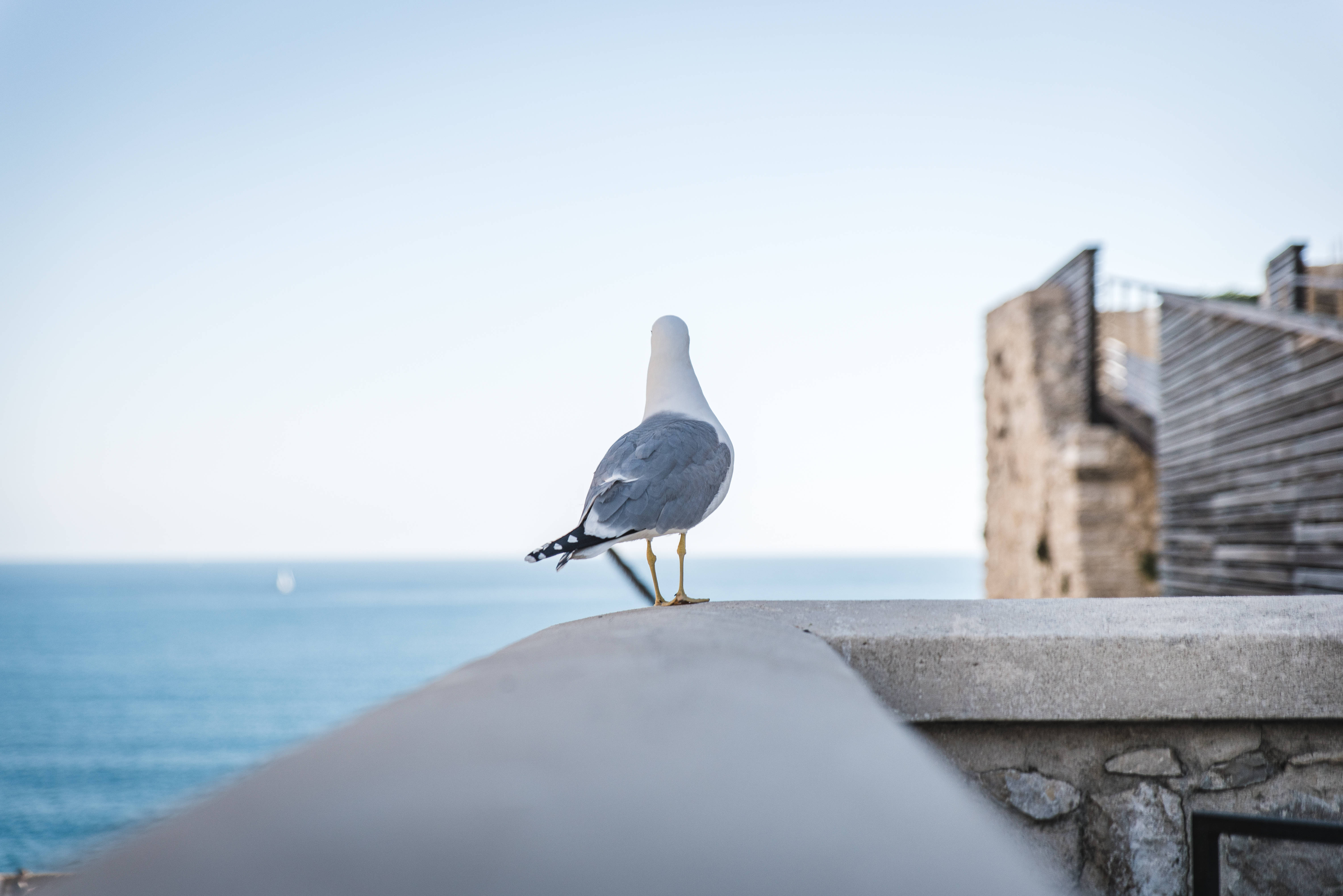 birds 桌布 壁紙 — 一隻海鷗站在混凝土邊緣上，俯瞰著晴朗天空下平靜的藍色大海。