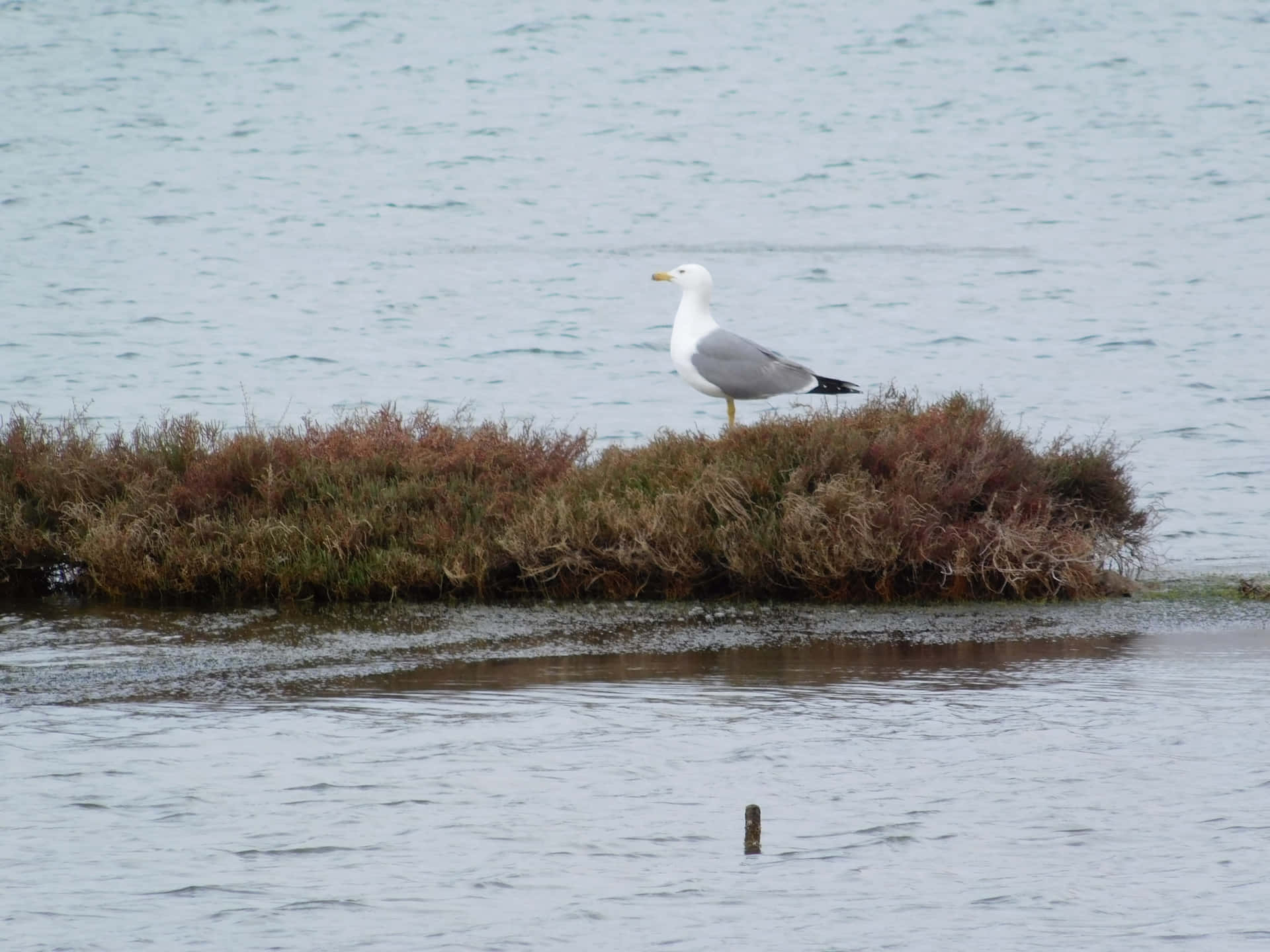 Seagull 壁紙 — 一隻海鷗警覺地站在一個被平靜灰色海水包圍的草叢潮汐島上。