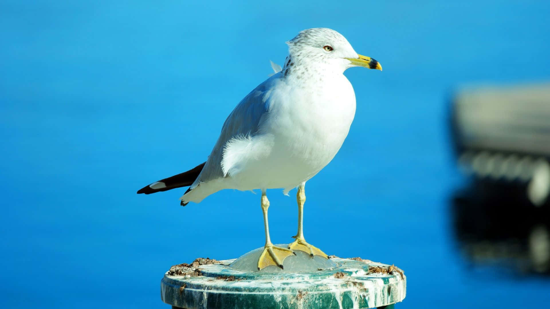 美麗的鳥類 桌布 壁紙 — 一隻海鷗警覺地站在一根風化的柱子上，背景是鮮豔的藍色水面。
