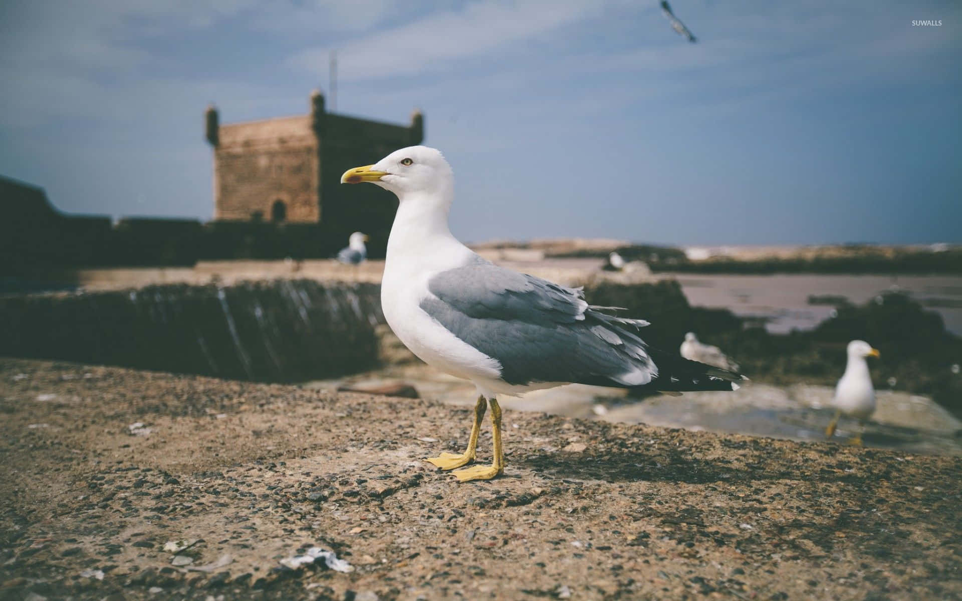 Seagull 桌布 壁紙 — 一隻海鷗警覺地站在風化的石牆上，背景是歷史悠久的塔樓和寧靜的大海，在清澈的藍天下。