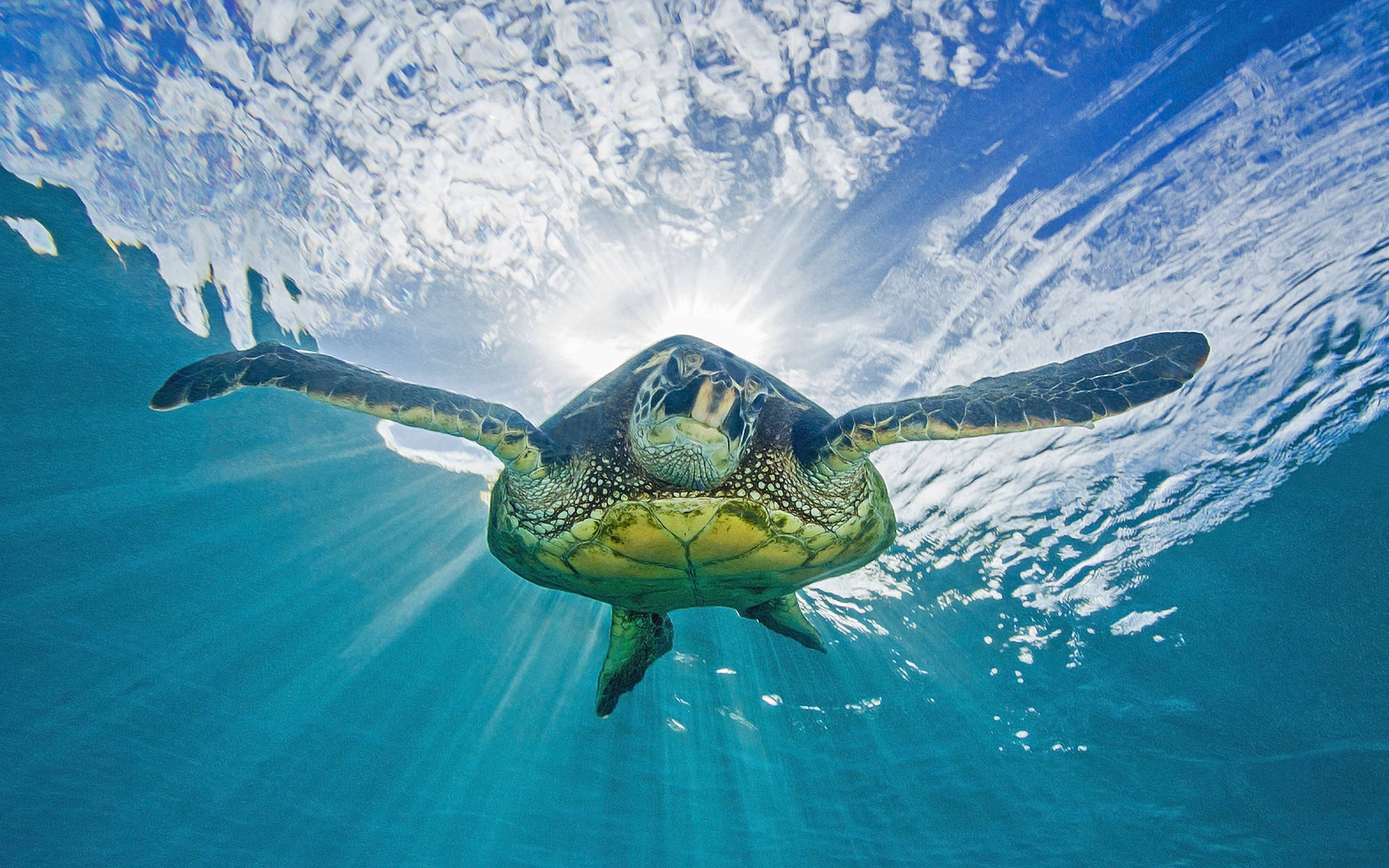 動物 桌布 壁紙 — 一隻海龜優雅地在水中滑行，朝向陽光照耀的水面，光線穿透清澈的藍色海水。