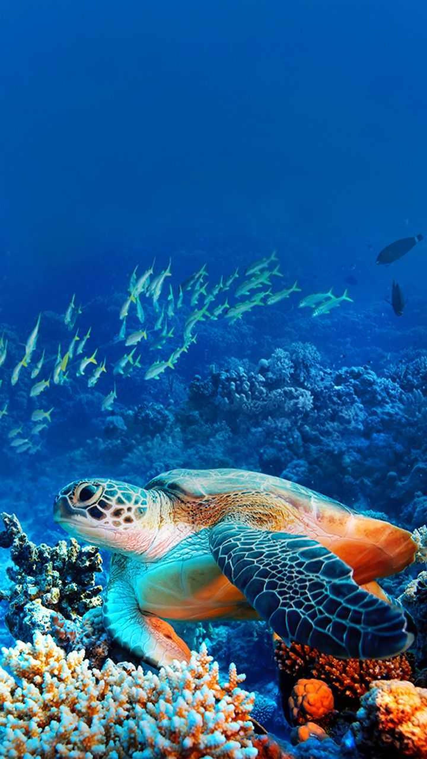Turtle 桌布 壁紙 — 一隻海龜優雅地滑翔在色彩繽紛的珊瑚礁上，一群魚在深藍色的海洋中游動。