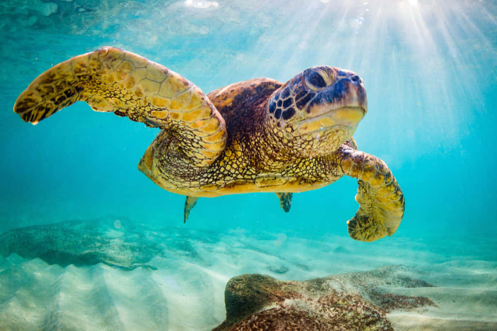 sea turtle 桌布 壁紙 — 一隻海龜優雅地滑過清澈的碧綠海水，陽光從上方灑落。