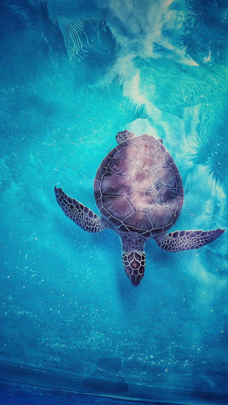Marine 桌布 壁紙 — 一隻海龜優雅地滑過清澈的碧綠海水，陽光透過水面照射下來。