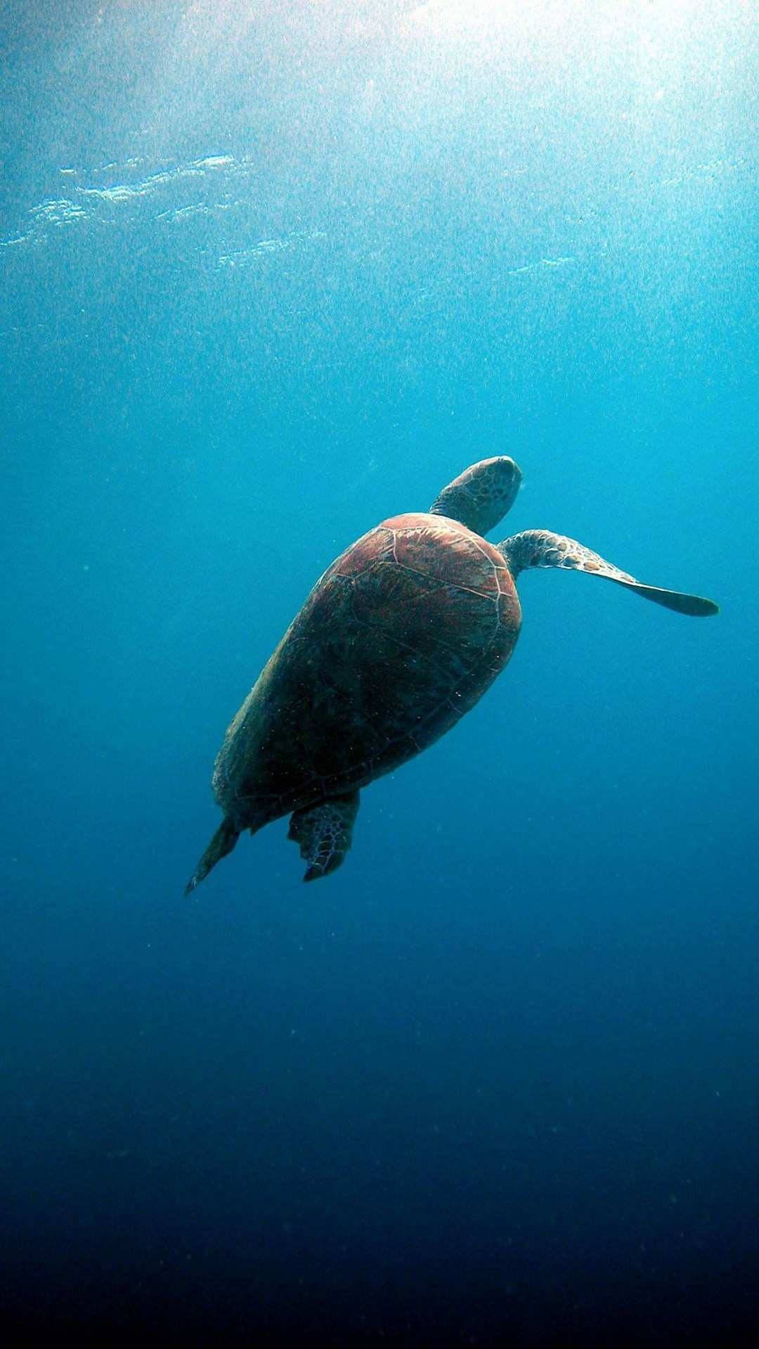 Turtle 桌布 壁紙 — 一隻海龜優雅地滑過清澈的藍色海水，陽光從上方過濾而下。