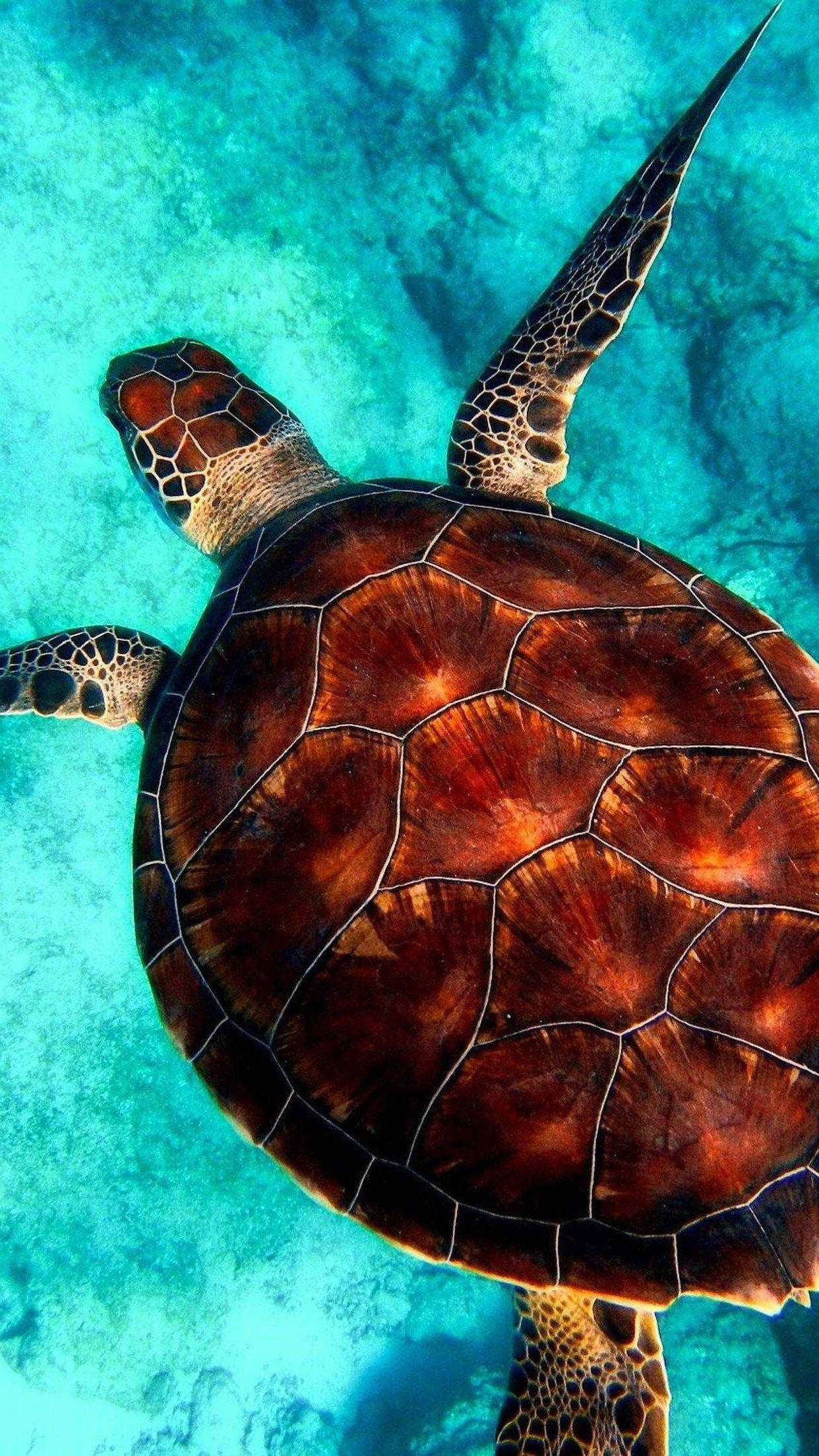 Swimming 桌布 壁紙 — 一隻海龜優雅地滑過清澈見底的碧綠海水，陽光穿過水面照射下來。