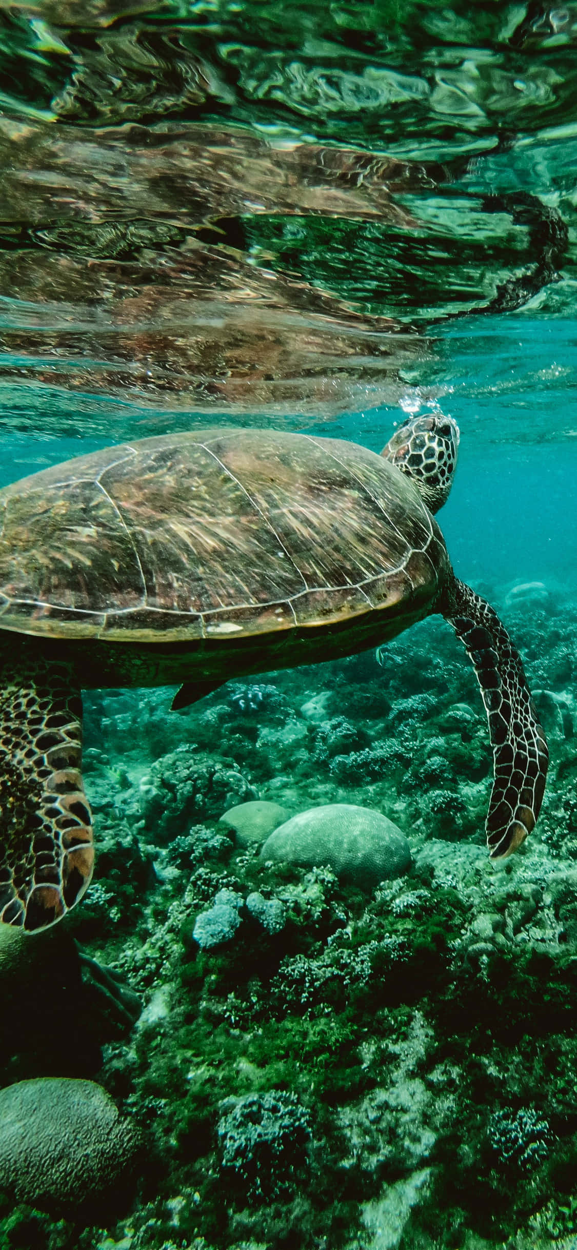 海洋 桌布 壁紙 — 一隻海龜優雅地滑過碧綠的海水，在充滿活力的珊瑚礁上方，斑駁的陽光從上方灑落。