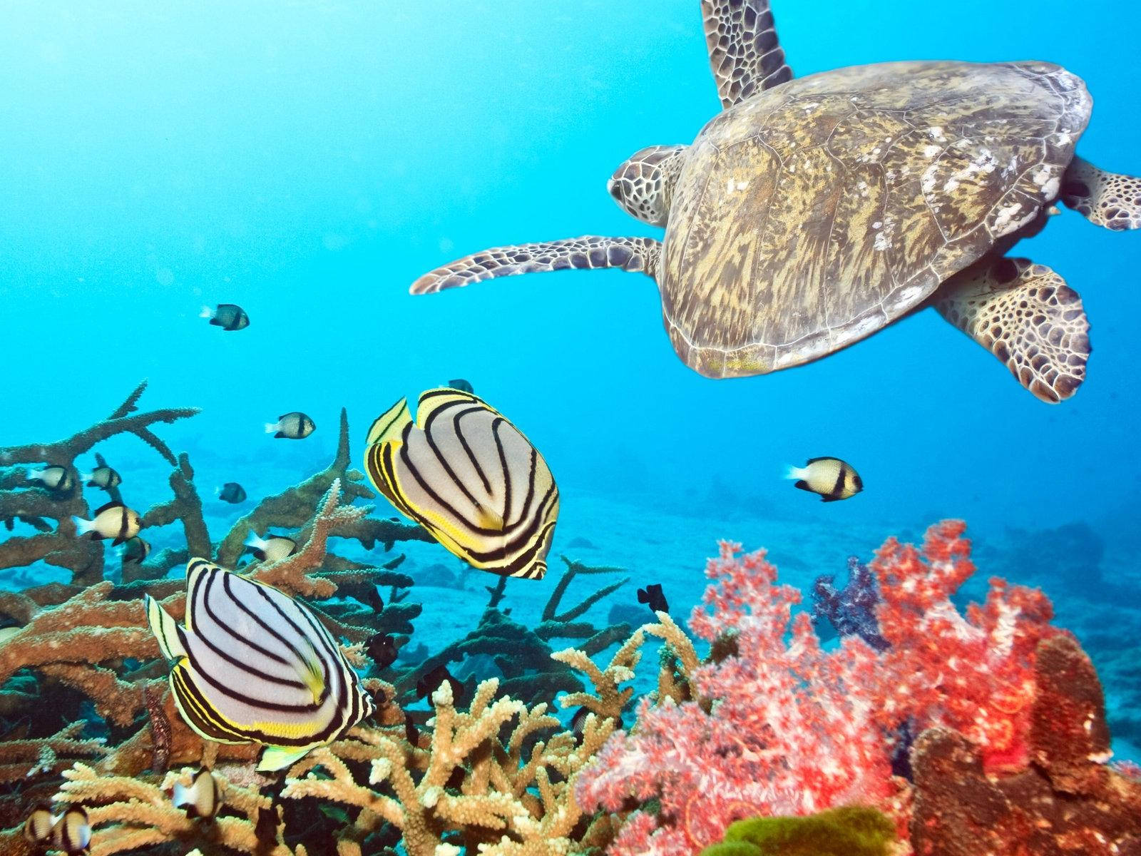 Turtle 桌布 壁紙 — 一隻海龜優雅地滑過色彩繽紛的珊瑚礁，色彩斑斕的魚群在清澈的藍色海水中穿梭。