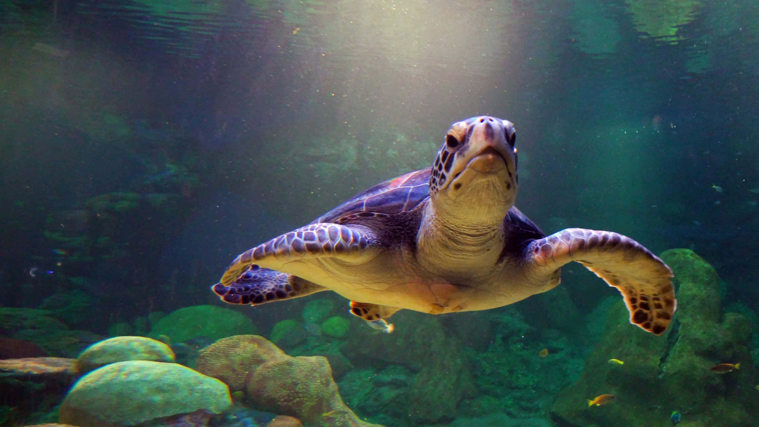 Turtle 桌布 壁紙 — 一隻海龜優雅地滑過陽光普照的碧綠海水，在長滿苔蘚的岩石上方，有小魚在附近游動。
