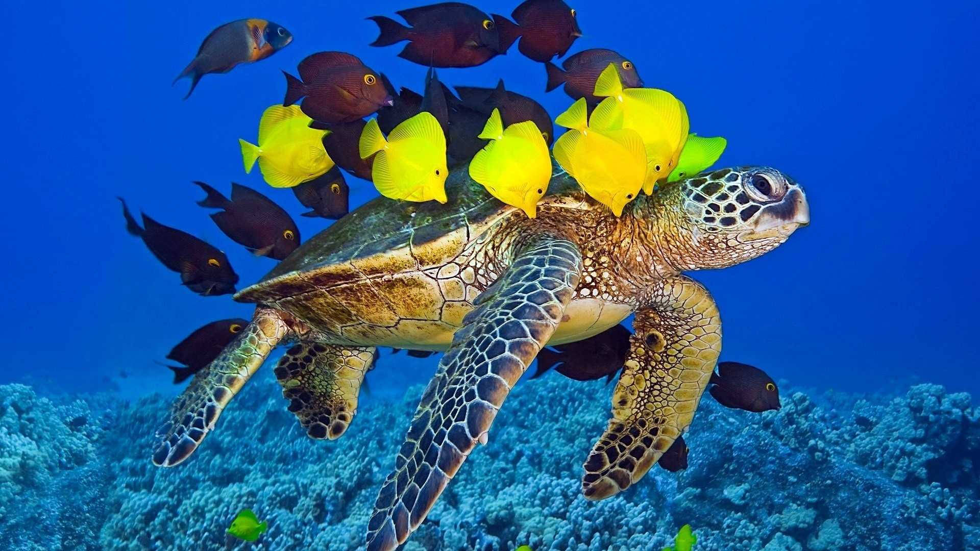 魚 桌布 壁紙 — 一隻海龜在充滿活力的藍色海水中優雅地滑行，周圍環繞著一群鮮黃色和深色的魚群，下方是珊瑚礁。