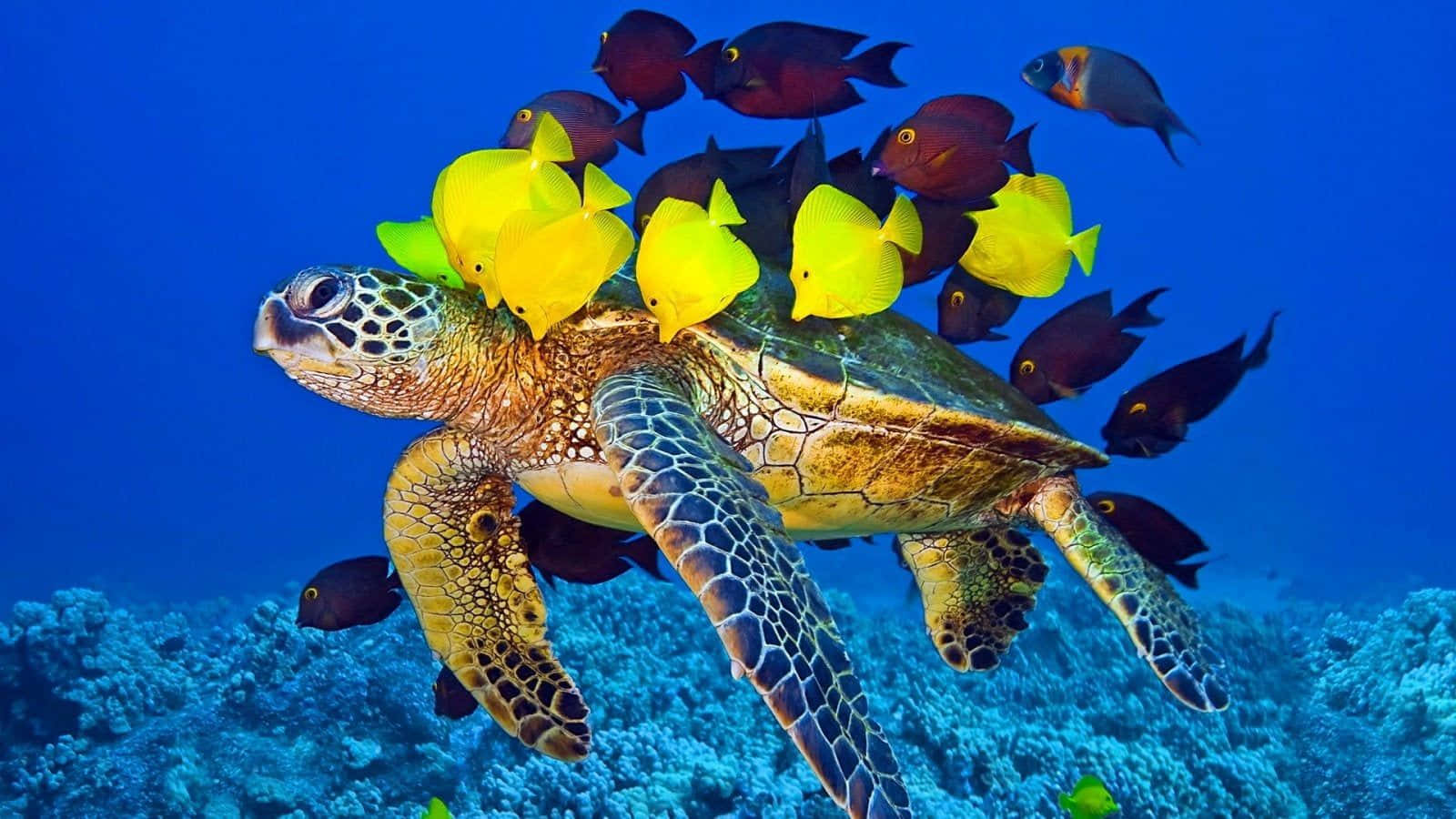 Turtle 桌布 壁紙 — 一隻海龜在充滿活力的藍色海水中優雅地滑行，周圍環繞著一群亮黃色和深色的魚群，下方是珊瑚礁。