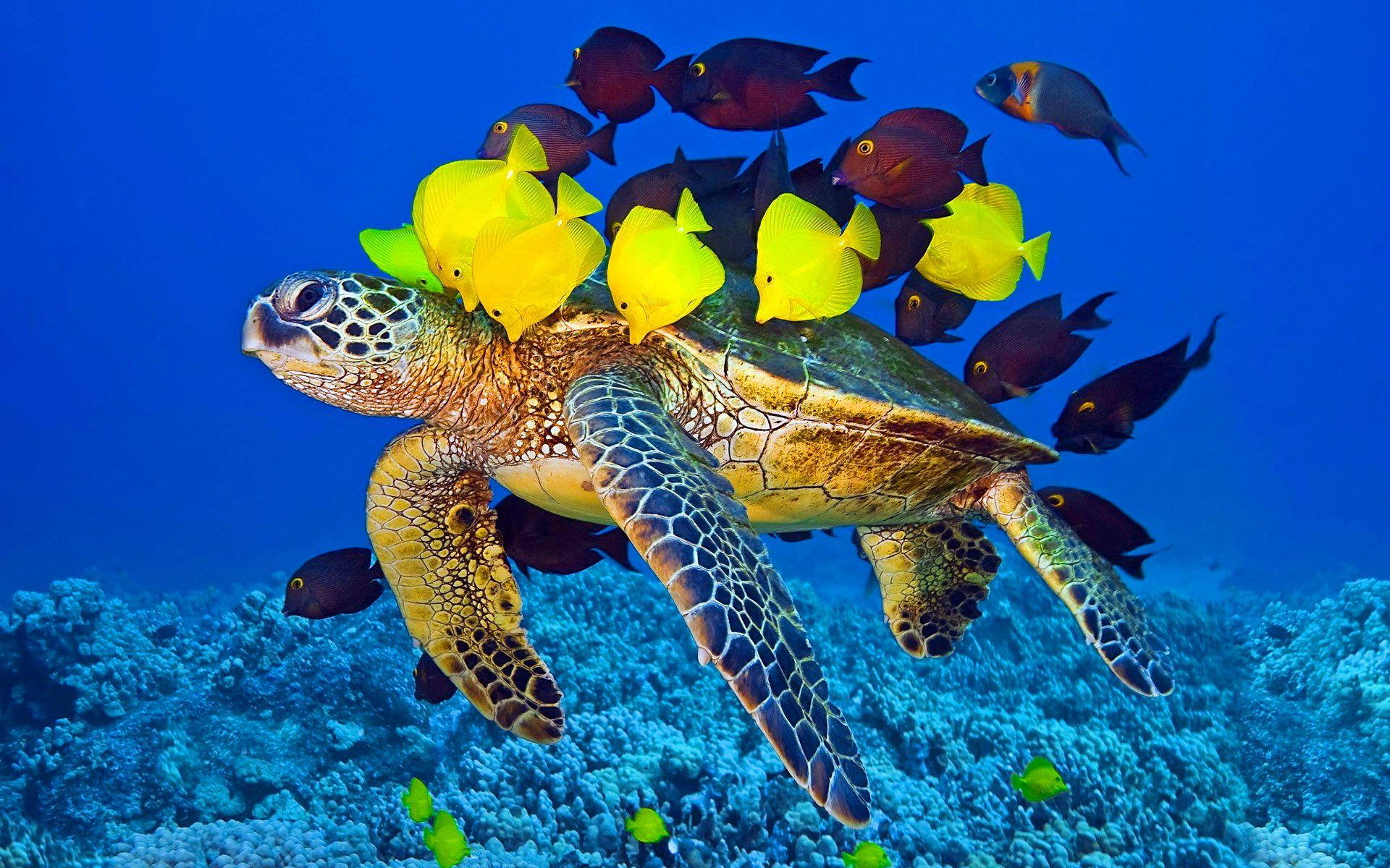 Turtle 桌布 壁紙 — 一隻海龜在充滿活力的藍色海水中優雅地滑行，周圍環繞著一群亮黃色和深色的魚群，上方是珊瑚礁。