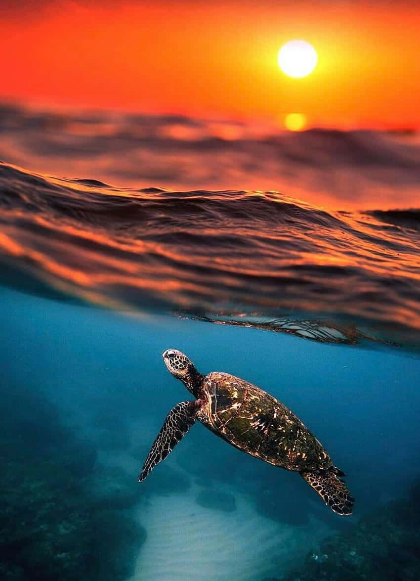 sea turtle 桌布 壁紙 — 一隻海龜在水下優雅地滑行，而熾熱的夕陽將海面染成鮮豔的橙色和紅色色調。