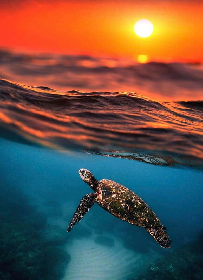 Baby Turtle 桌布 壁紙 — 一隻海龜在水下優雅地滑行，而熾熱的夕陽將海面染成鮮豔的橙色和紅色色調。