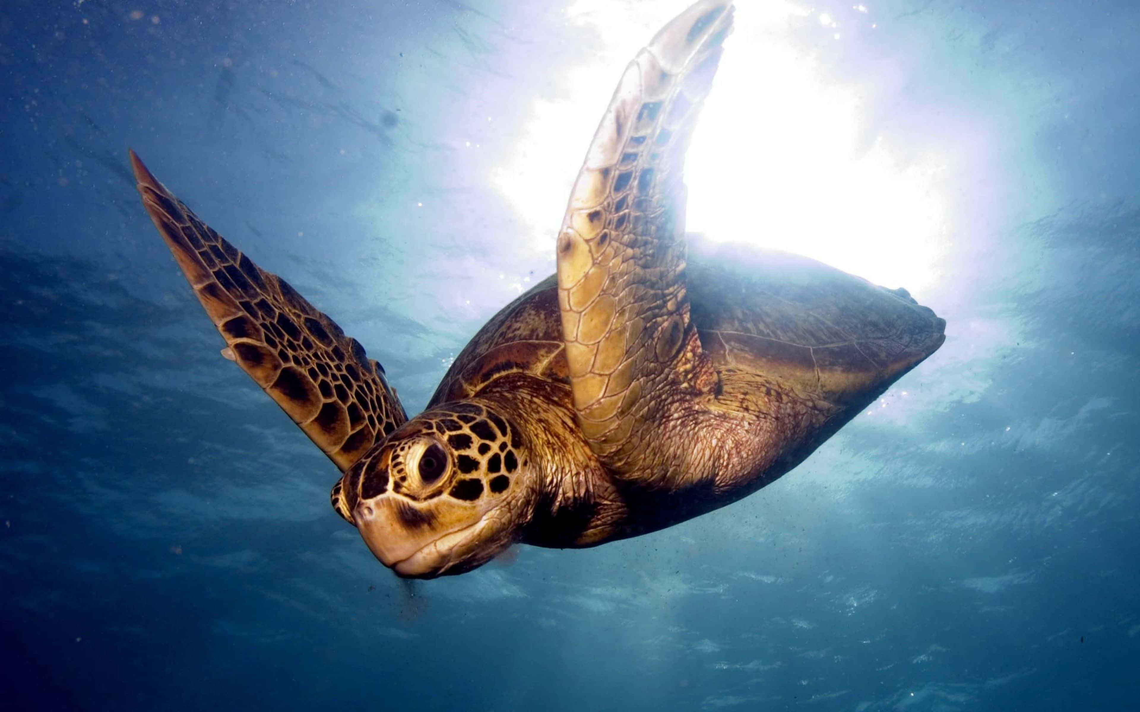 Turtle 桌布 壁紙 — 一隻海龜在水下優雅地滑行，陽光從上方海面過濾而下。
